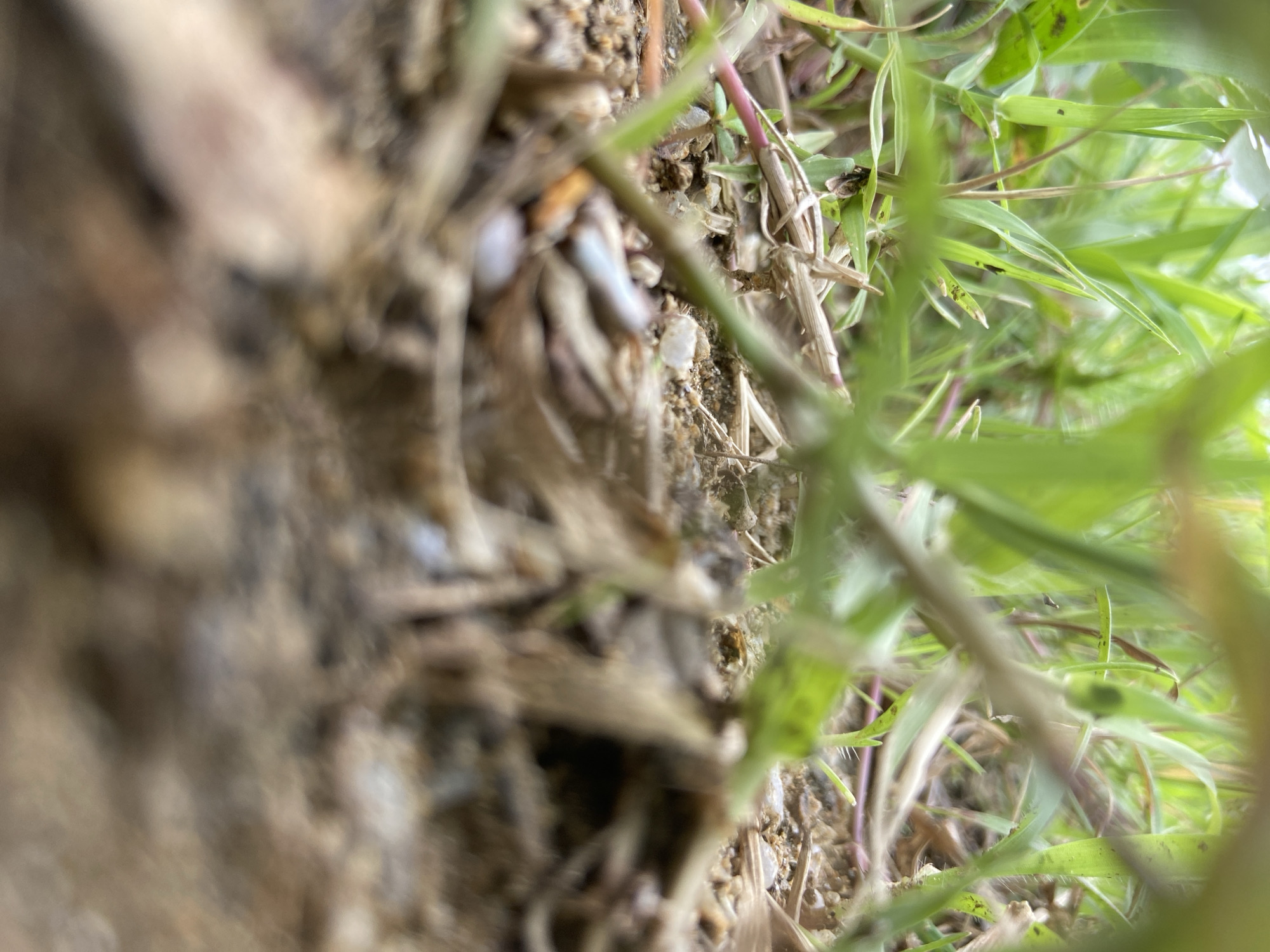 The image is a low-angle, close-up shot of grass and soil. The foreground is dominated by out-of-focus brown soil and dried grass fragments. Several blades of vibrant green grass are visible in the middle ground, some with reddish stems. The background consists of more green grass and some light, suggesting an outdoor environment. There are no people or discernible man-made structures visible. The scene appears to be an unkempt patch of ground, possibly a verge or neglected garden area. There is no information in the image to suggest its location in Gwong, Nigeria.