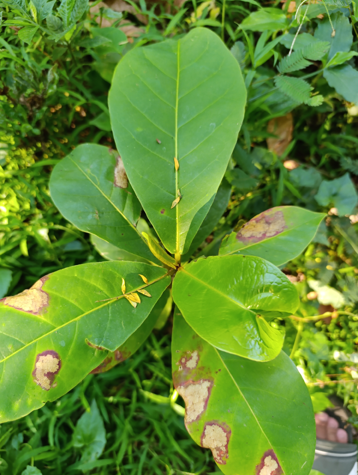 An overhead shot shows a young green plant with large leaves, some of which are spotted with brown and purplish patches. The plant has a central stem with several leaves branching out, some pointing upwards and others downwards. Small yellow fragments are visible on some of the leaves, possibly dried flower petals or seed remnants. The plant is situated amidst lush green grass and other vegetation, suggesting an outdoor environment, possibly a garden or a natural setting. The lighting indicates a bright day, with sunlight illuminating parts of the foliage. The lower right corner of the image reveals a blurred glimpse of a person's bare foot, with visible toes and fingernails, and part of a dark object, possibly a shoe or a pot. The background consists of a soft blur of various green plants and some dry, brown leaves.