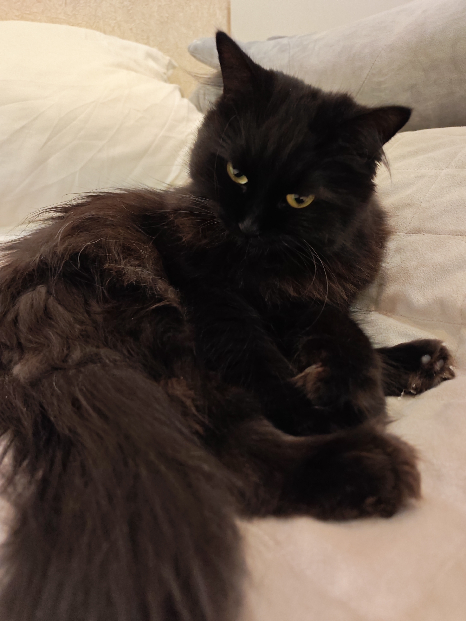 A fluffy black cat with yellow eyes is lying on a beige-colored surface, possibly a bed or sofa. The cat is positioned in the center of the frame, with its body turned slightly to the right and its head looking towards the viewer. Its tail is curled around its body. The background consists of soft, textured surfaces that appear to be pillows or bedding. The lighting is soft and diffused, creating a warm and cozy atmosphere. The image does not provide any information about the location in the city of Bataysk, Russia.
