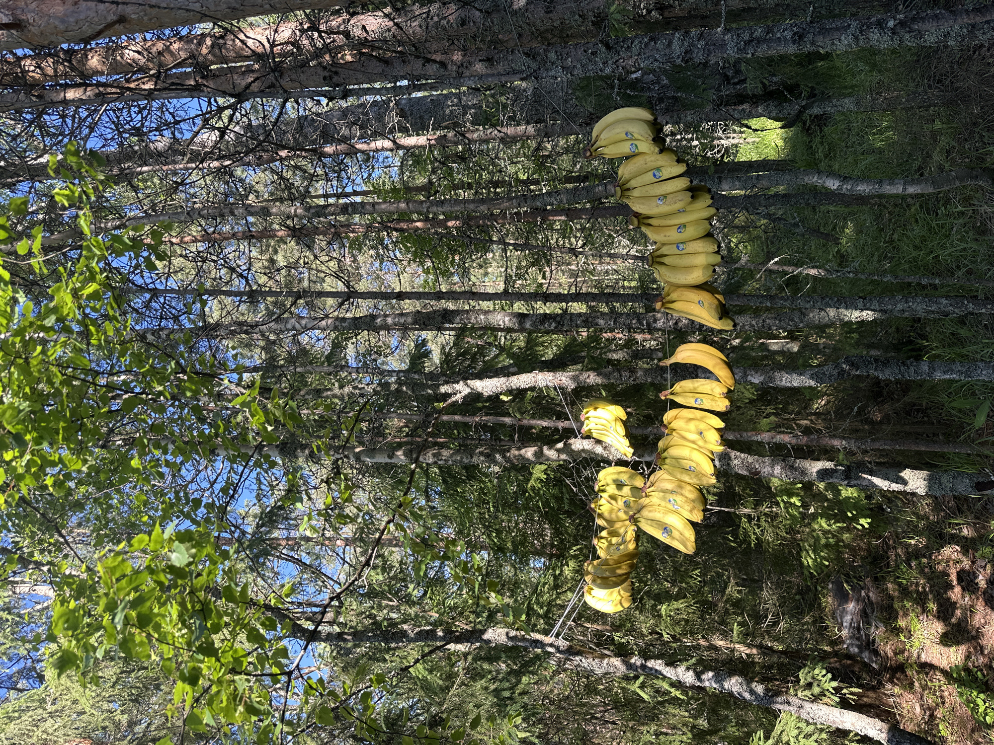 In a forest setting, likely in or near Soanlakhti, Russia, multiple bunches of ripe yellow bananas are strung horizontally on wires attached between trees. The bananas are clustered together, with some appearing more ripe than others. The trees are tall and slender, with bark textures varying from smooth and pale to rough and dark. Sunlight filters through the dense green foliage of the deciduous and coniferous trees, casting dappled shadows on the forest floor, which is covered with dry leaves and green grass. The sky is a clear blue visible through the canopy. There are no people or animals visible in the image. The overall scene evokes a sense of an unusual, perhaps artistic, or practical display of fruit in a natural, wooded environment.