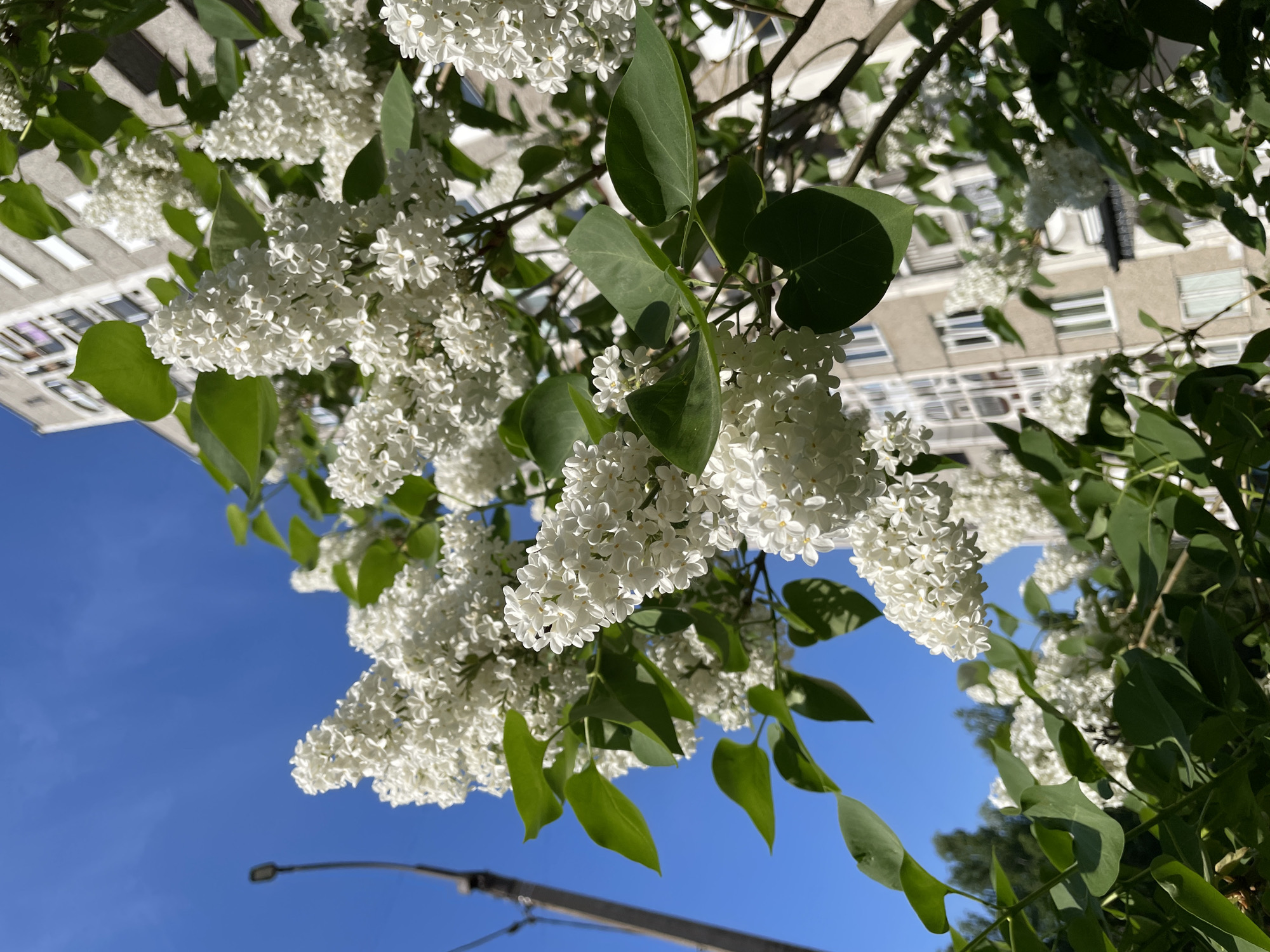 The image shows white lilac flowers in bloom against a bright blue sky. A building is partially visible in the background, and a streetlight can be seen in the lower portion of the frame. The location is Izhevsk, Russia.
