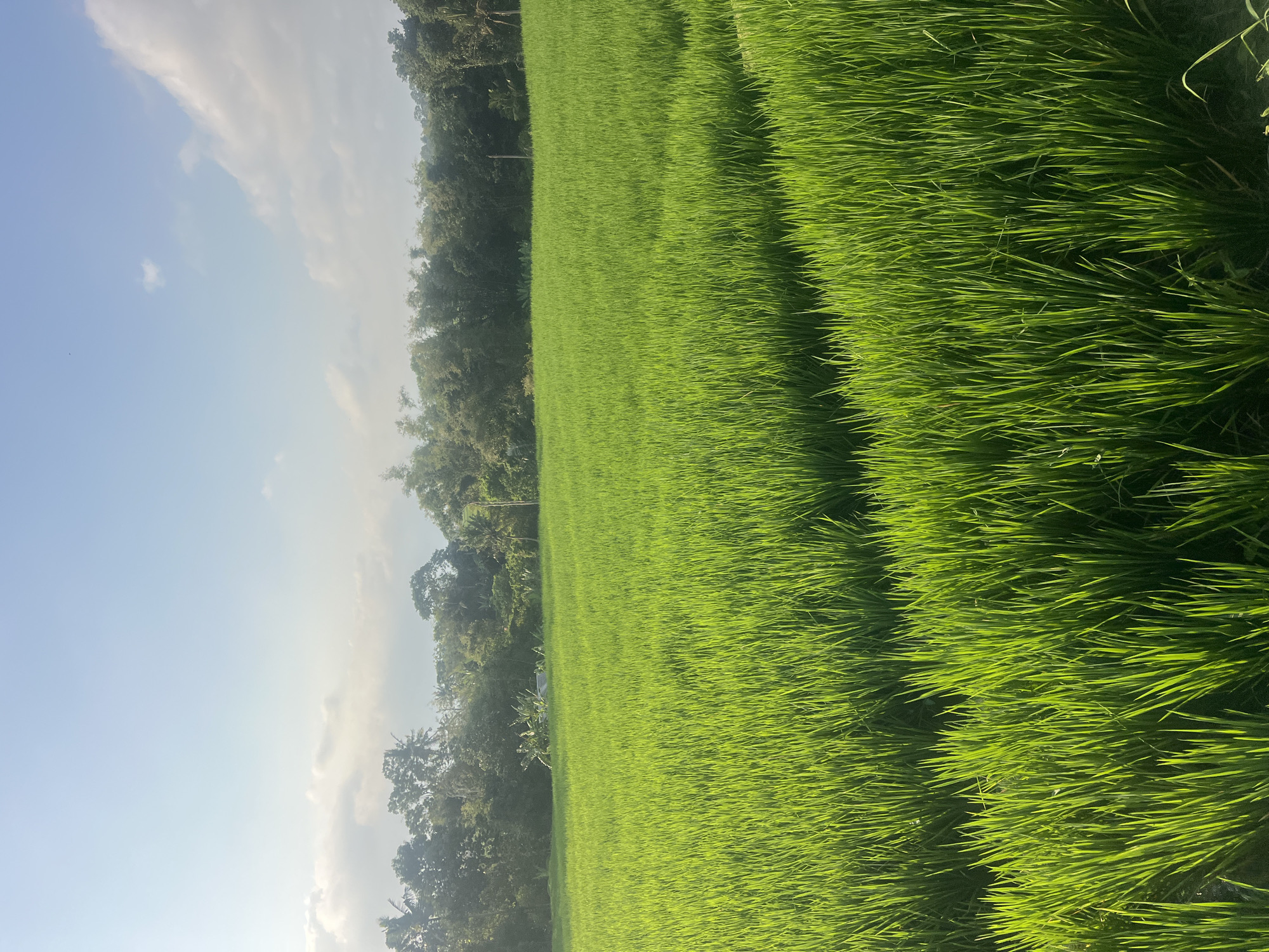 The image depicts a vast expanse of lush green rice paddies under a bright, partly cloudy sky. The foreground is dominated by tightly packed, vibrant green rice stalks, their slender leaves catching the sunlight. In the middle ground, the field continues, with subtle variations in texture and light suggesting terraces or irrigation channels. The background features a dense line of trees, varying in height and foliage, including what appear to be palm trees and bamboo, forming a natural border to the agricultural land. The sky above is a pale blue, with scattered white clouds, some appearing wispy and others more substantial, catching the sunlight. The overall impression is one of a serene, natural landscape bathed in the warm light of day. While no specific landmarks within Kediri are identifiable, the scene is consistent with rural agricultural areas found on the outskirts of the city. No people or animals are visible in the image.