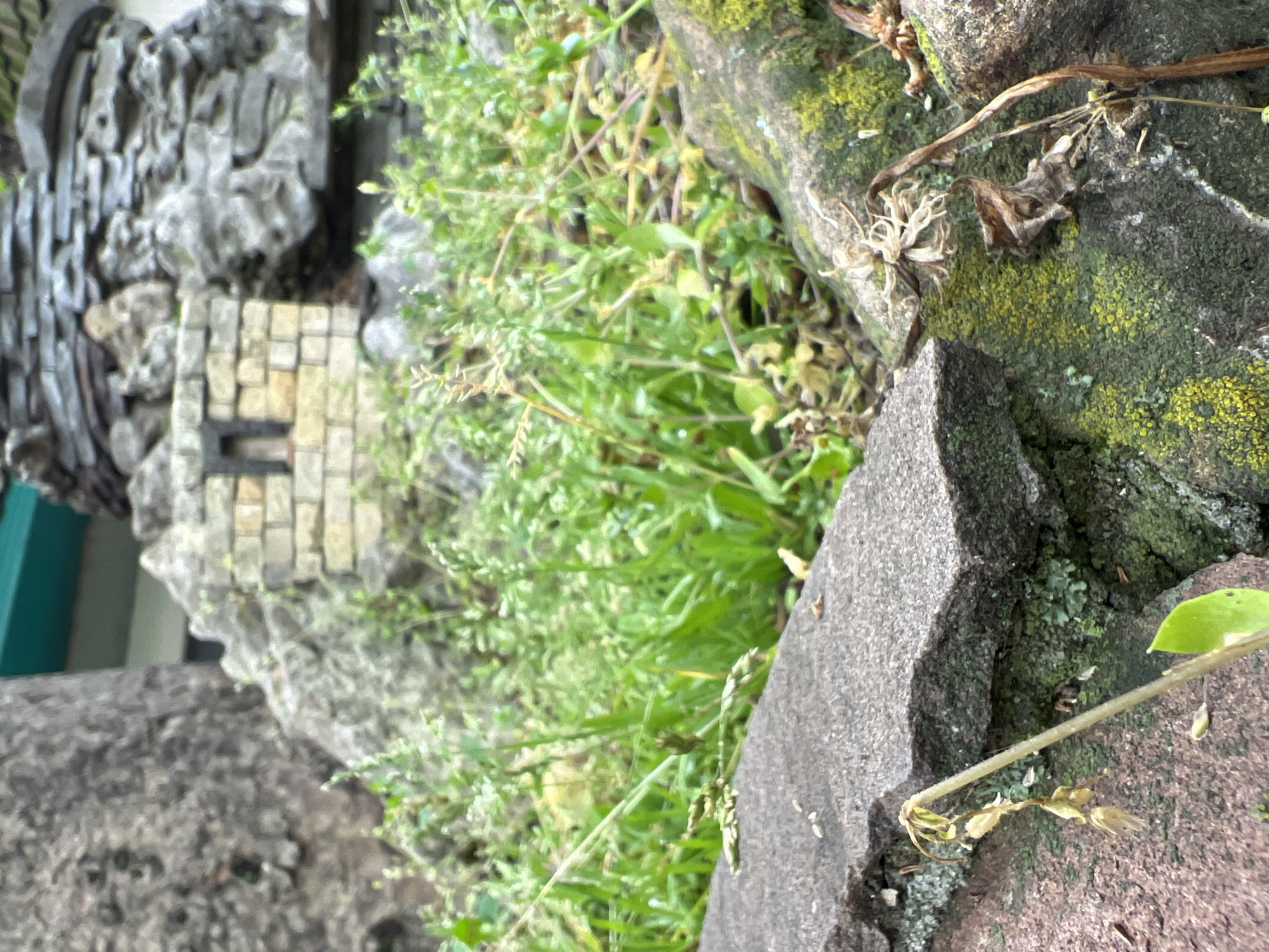 The image shows a close-up of rocks and vegetation. The rocks are various shades of gray and brown, with some covered in green moss and lichen. Green plants and weeds grow amongst the rocks. There are brick structures on the left, and possibly a building and the color teal is visible, suggesting the presence of artificial structures as well. The image does not provide enough information to confirm that it is located in Krasnodar, Russia.