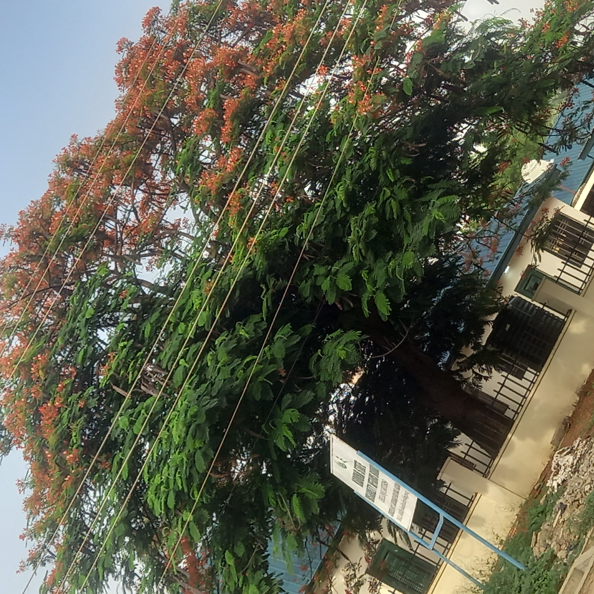 The image depicts a large tree with green leaves and red-orange flowers situated near a building in Dadi Riba, Nigeria. Power lines run across the tree's branches. A sign stands in front of the building. There are windows with dark bars on the building. Debris or loose material are visible in the lower right corner of the image. The sky is light blue.