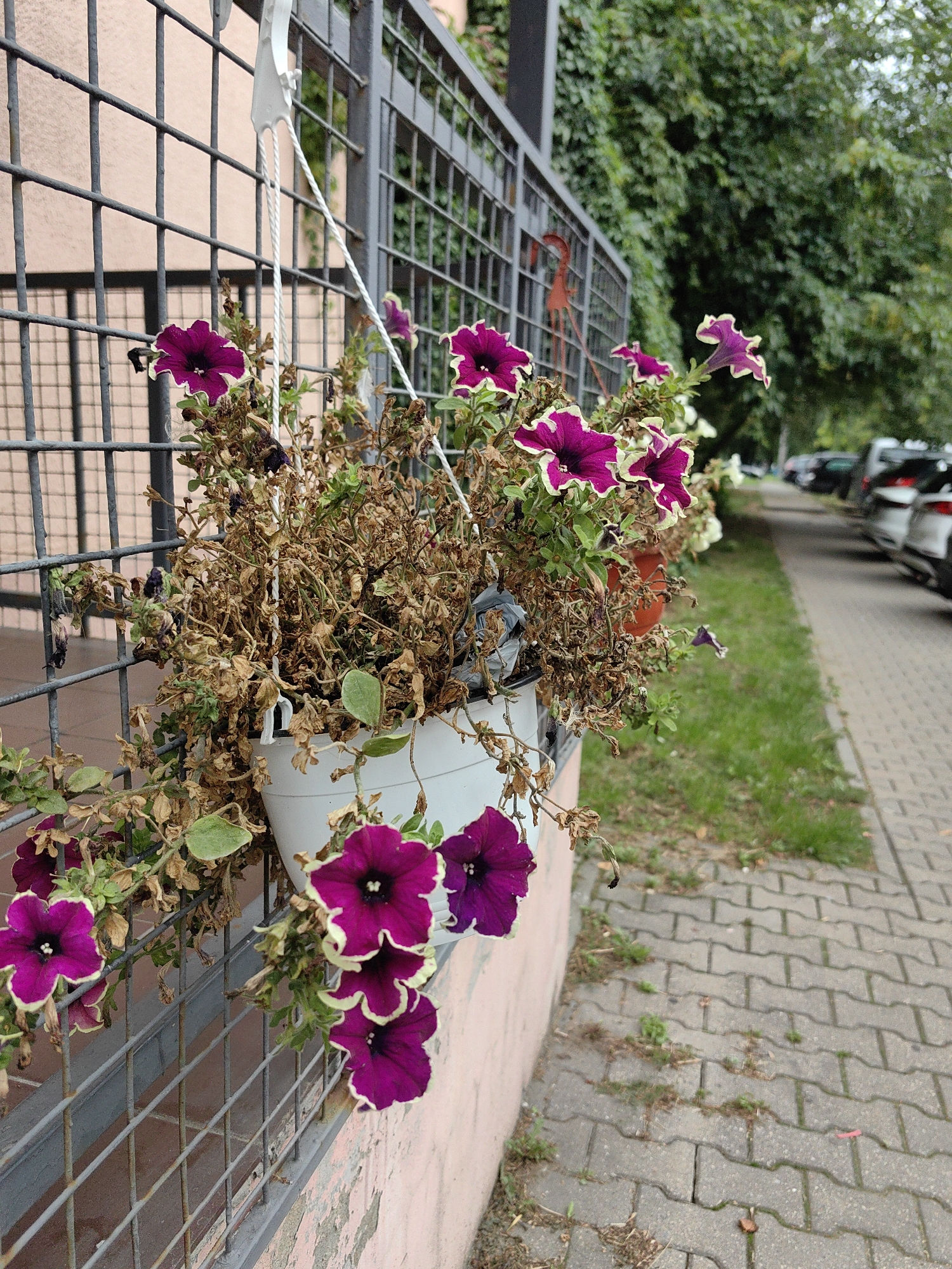 The image depicts a close-up view of a white hanging planter filled with petunias, some of which are vibrant purple with lighter edges, while others appear wilted and brown. The planter is suspended by white ropes, attached to a grey metal fence. Behind the fence, a light pink wall is visible. To the right of the fence, a paved walkway runs alongside a strip of grass, with several cars parked along the street in the background. The environment suggests an urban setting, possibly in a residential area or a public space. The presence of trees in the background indicates an outdoor scene. There are no people or animals visible in the image.