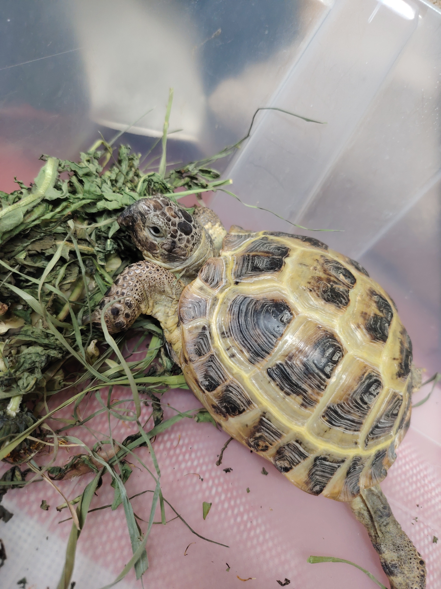 A tortoise rests in a clear plastic container filled with dried grass. The tortoise's shell is patterned with black and yellow markings. Its head is resting on a pile of grass. The container sits on a pink and white patterned surface. There is no evidence to suggest a location in Chaikovsky, Russia.