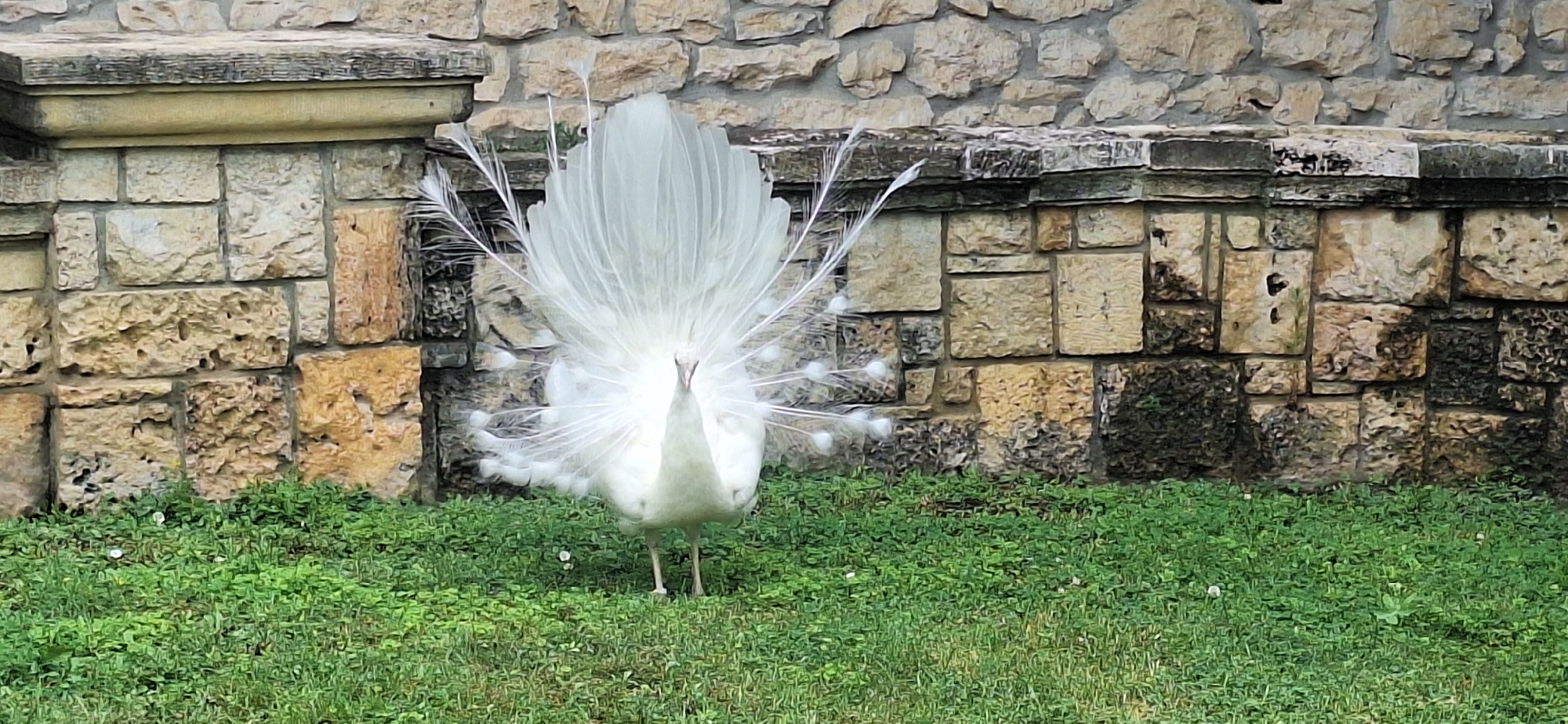 The image depicts a white peacock with its tail feathers fanned out, standing on a grassy area in front of a stone wall. The stone wall appears to be made of rough-hewn, irregularly shaped blocks of varying shades of beige and brown, with some darker, moss-covered sections. The grassy area is green and appears well-maintained, with a few small white flowers or buds scattered throughout. The peacock is the central subject, its elaborate white plumage forming a dramatic fan behind it. Its body is mostly white, and its head is facing forward. The scene has a naturalistic setting, suggesting an outdoor enclosure or park. The image is taken from a medium distance, allowing for a clear view of the peacock and its surroundings.