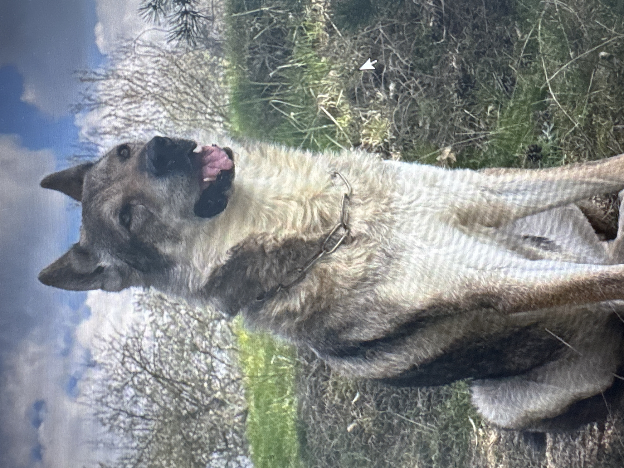 A medium-sized, gray and white dog lies on its back on a grassy area. The dog is wearing a metal chain collar. It is positioned with its head facing upwards and its mouth open, revealing its tongue. The background consists of grass, low-lying bushes and trees, and a partly cloudy sky.