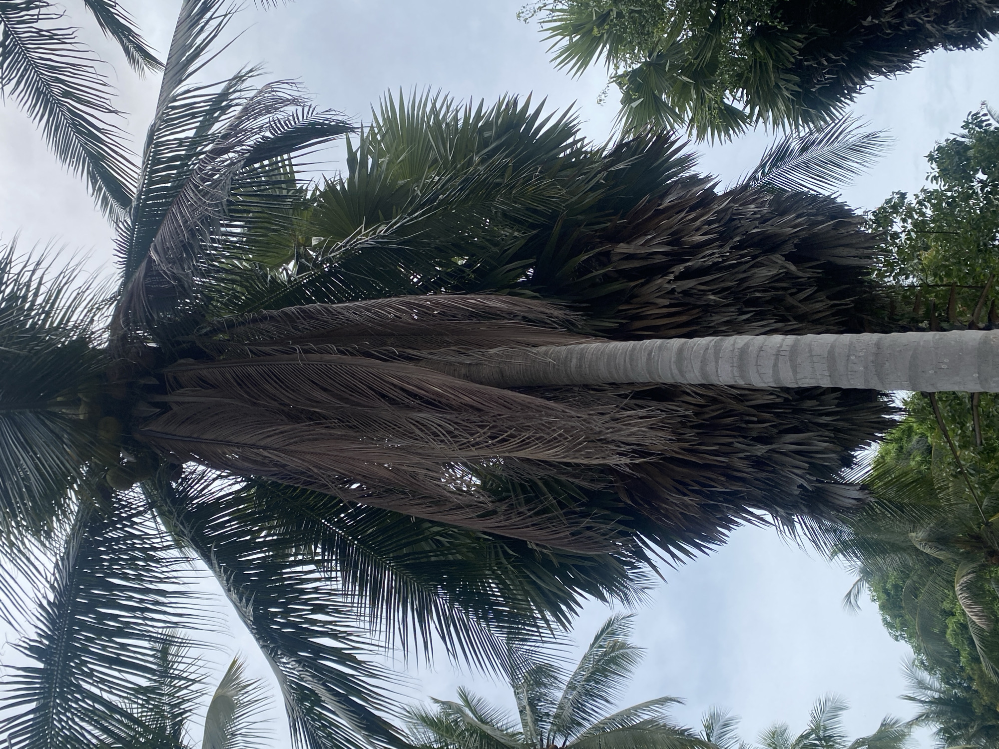 The image shows a view looking up at several palm trees against a cloudy sky. The location is Moo 1, Thailand. The trees have both green and brown fronds. There is a portion of one tree trunk visible, which is gray and textured. Other foliage is visible on the right side of the frame.