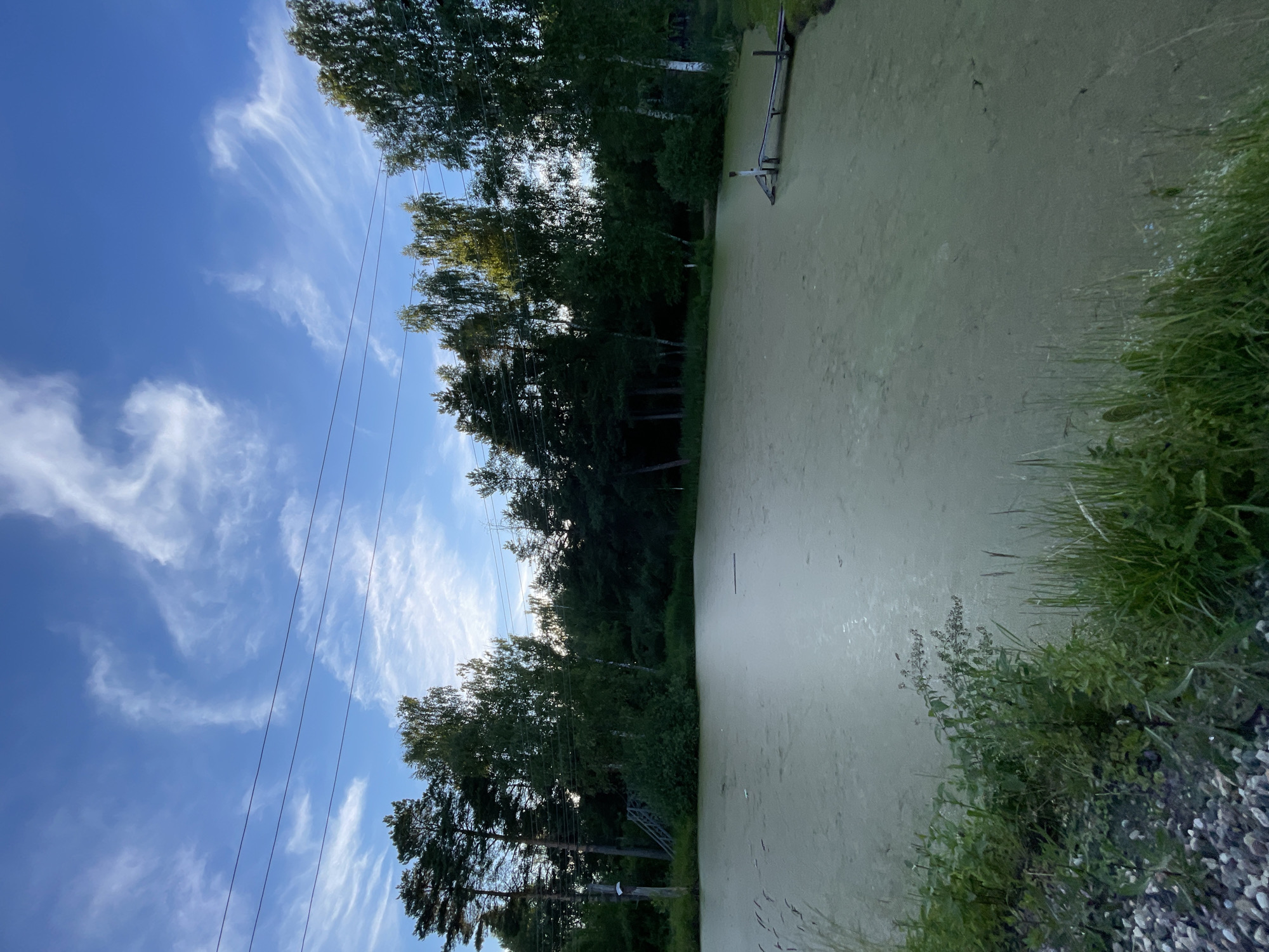 The image depicts a tranquil, overgrown pond scene in sunlight. A dense line of trees forms the backdrop, with tall pines and lighter-barked trees intermingled. The pond itself is covered in a thick layer of light green algae, giving it a murky appearance. A small, metal structure, possibly a dock or a ramp, extends partially into the water from the far side. Tall grasses and other wild vegetation grow along the edge of the pond in the foreground, with a scattering of small stones visible on the ground to the right. The sky above is a bright blue with wispy white clouds, suggesting a clear and pleasant day, likely in the late afternoon or early evening given the angle of the sunlight. There are no people or animals visible in the frame. The overall mood is one of natural serenity and a touch of wildness. The scene is likely located in a rural or semi-rural area, given the presence of the pond and dense treeline, consistent with a location like Заречный, Russia.