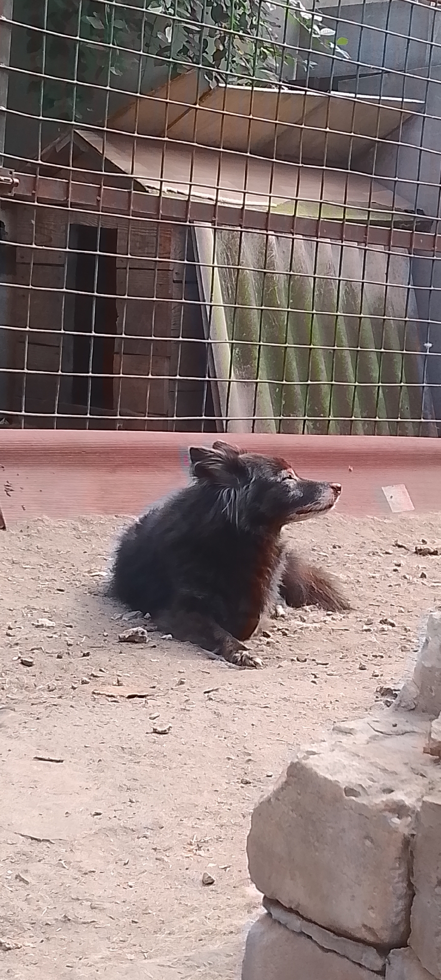 An adult, medium-sized, black-furred dog with fluffy ears and a bushy tail is lying on a sandy ground in an outdoor enclosure. The dog is facing to the right and appears to be resting or observing something. Behind the dog, a wire mesh fence is visible, behind which are some wooden structures and green foliage, possibly part of a shelter. The ground is composed of light brown sand with scattered small stones. In the foreground, to the right, are some large, light-colored rocks. The lighting suggests it is daytime with sunlight casting shadows. The overall scene depicts an animal in a contained outdoor environment.