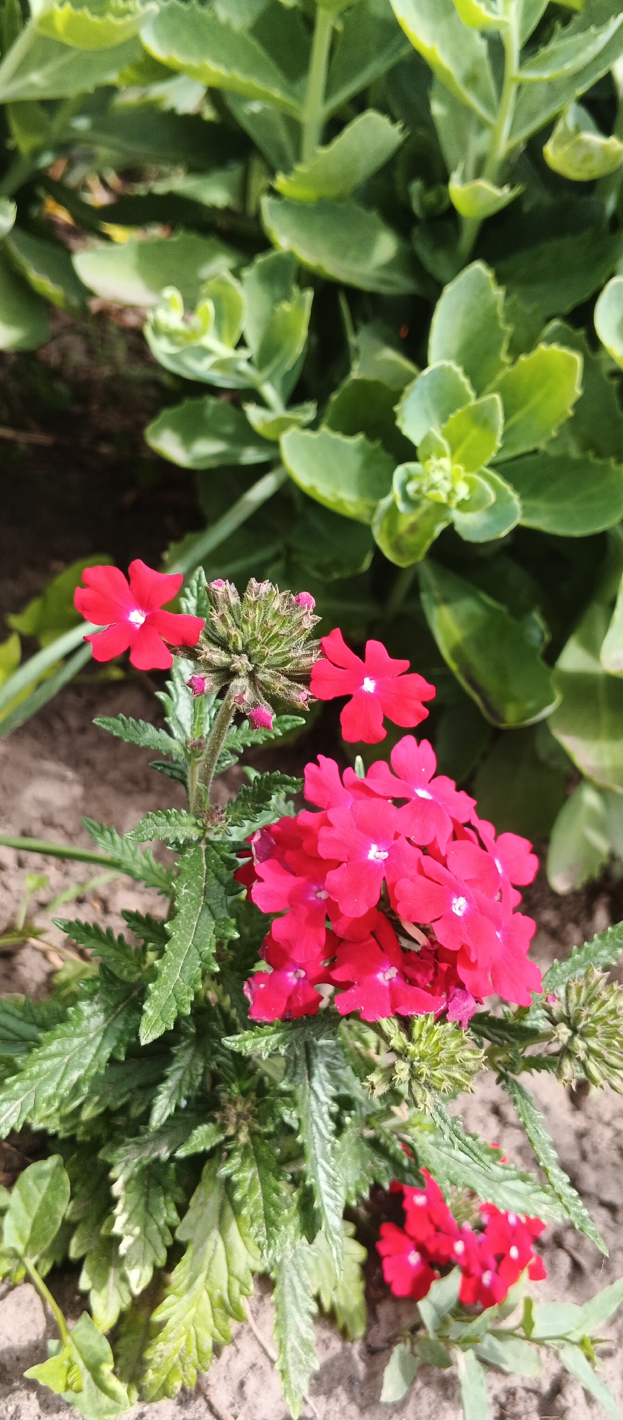 This is a close-up, vertical, outdoor photograph of a cluster of bright red flowers with small white centers, likely Verbena. The flowers are in bloom and are the primary subject. They are growing from a plant with serrated, green leaves and some unopened buds, which appear spiky and green. In the background, out of focus, are larger, fleshy, succulent-like green leaves, suggesting a garden setting. The ground beneath the plant appears to be dry soil or dirt. The lighting indicates it is daytime, with sunlight casting shadows. There are no people visible in the image. This scene is located in Smila, Ukraine.