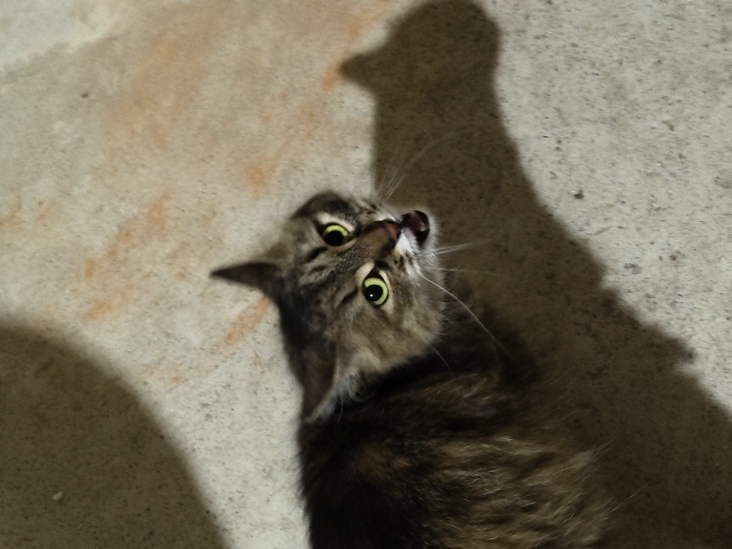 A tabby cat is shown from above, looking up with its mouth open and its eyes wide. The cat is on a concrete surface with a distinct shadow cast to its right, which outlines the shape of its body and head. The lighting suggests an indoor or sheltered outdoor environment, possibly at night or in a dimly lit area. The background consists of concrete with some mottled color variations. The cat's fur is primarily brown and black tabby stripes.