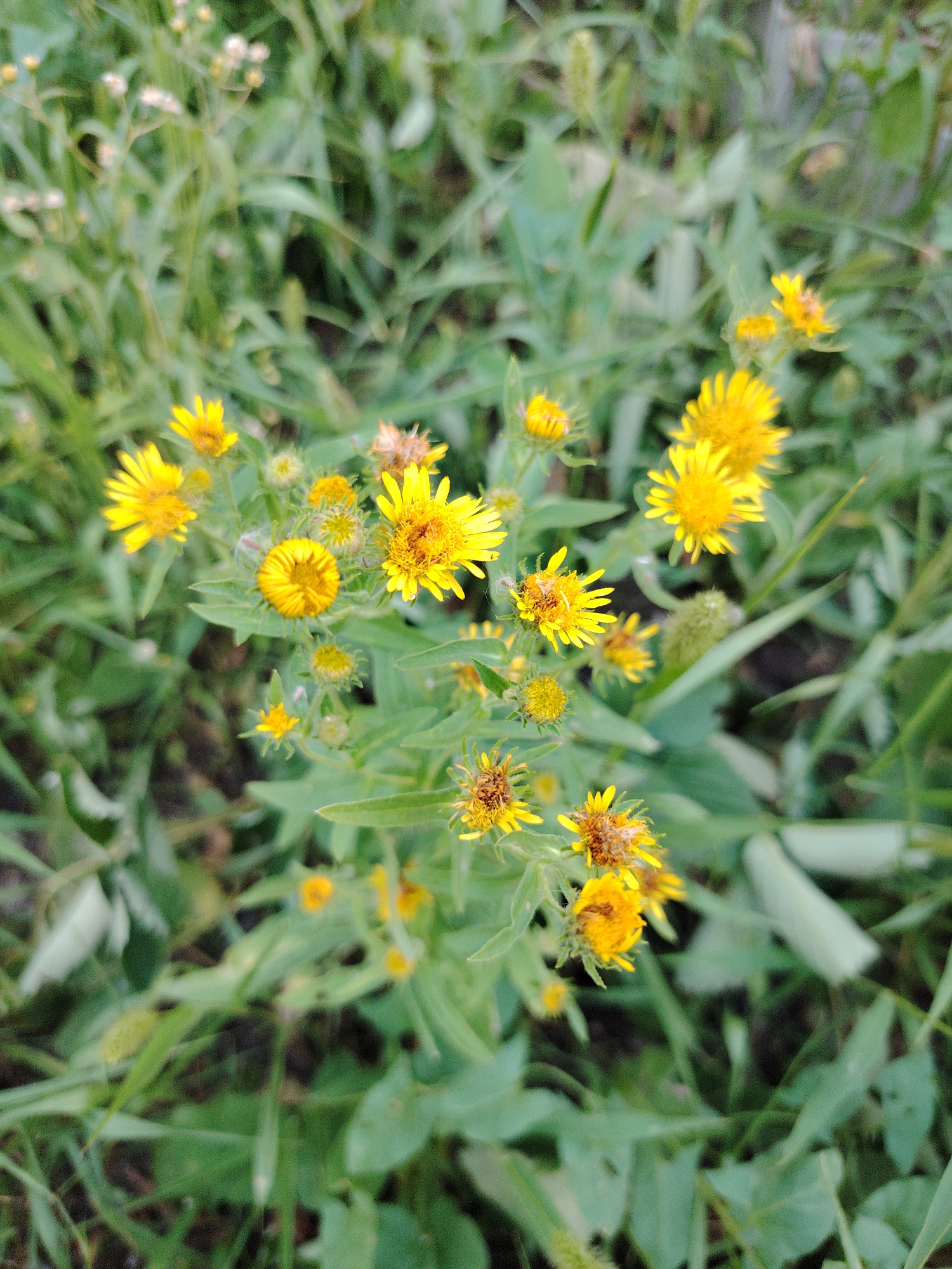 The image shows a close-up view of several small, yellow flowers with green foliage in the background. The flowers have multiple thin petals and a fuzzy center. Some of the flowers appear to be in various stages of bloom, with some buds and some fully opened. The foliage is dense and appears to be in a natural setting, possibly a park or a field. The lighting suggests it is daytime, with soft, diffused light. There are no people or man-made structures visible in the image. The scene is static and peaceful.
The image does not contain any information that would allow for its location to be determined within the city of Astana, Kazakhstan, or any other specific geographic location.