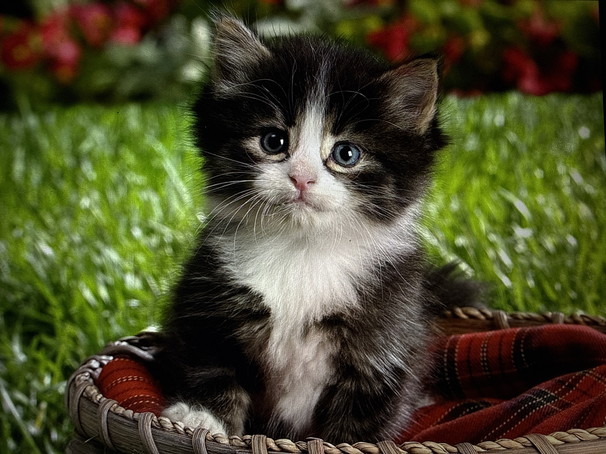 A black and white kitten sits in a woven basket lined with a red plaid fabric. The kitten has blue eyes and is looking directly at the camera. The background is a blur of green grass and red flowers, suggesting an outdoor setting.