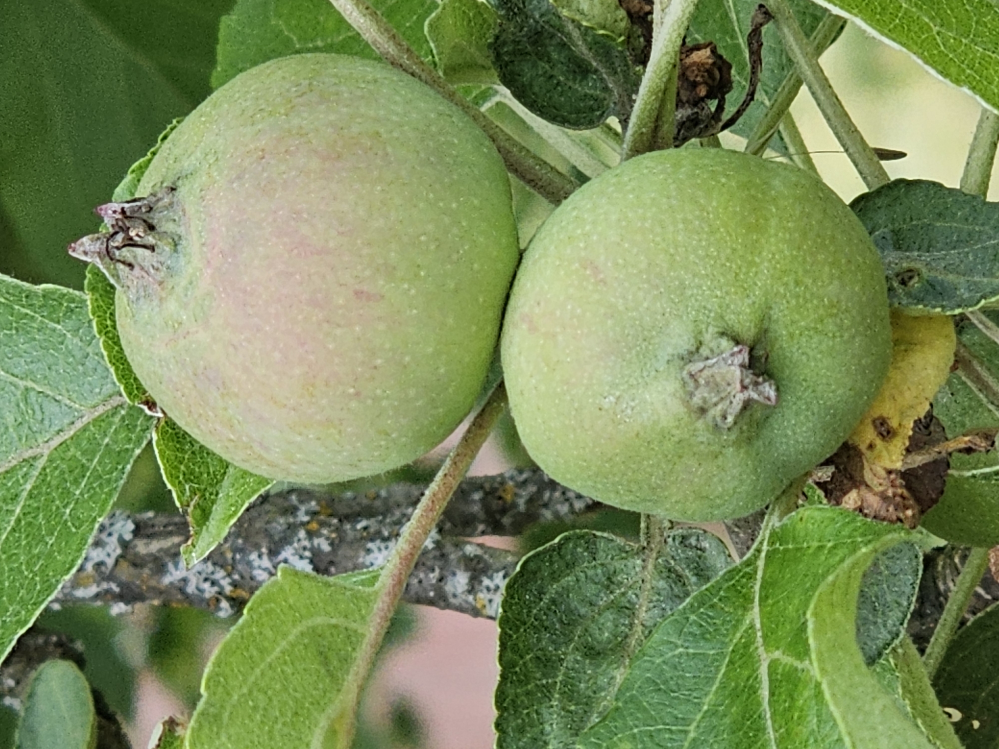 The image shows two immature green apples on a tree branch, surrounded by green leaves. The apples are round with slightly irregular shapes. The upper apple shows remnants of the flower's calyx at its top. The bark of the tree is visible in the background, with patches of lichen on it. The scene is outdoors, with soft, natural lighting. The location is specified as Chukholovo, Russia.