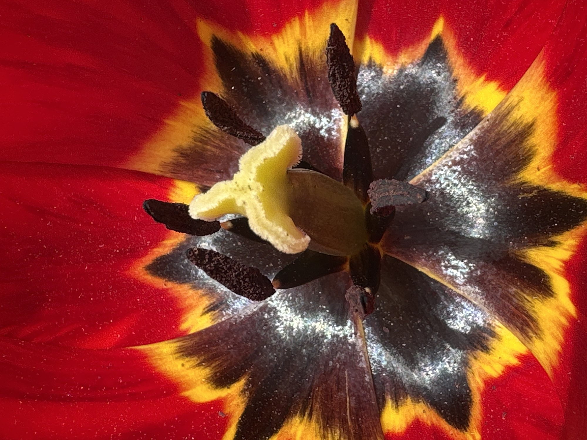 The image is a close-up, overhead shot of the interior of a tulip flower. The outer petals are red, transitioning to yellow near the black interior. The center contains dark brown stamens with visible pollen. A light yellow pistil is centrally located. White powdery substance is seen inside the flower. The location in Choba, Bulgaria is not discernible from the image.
