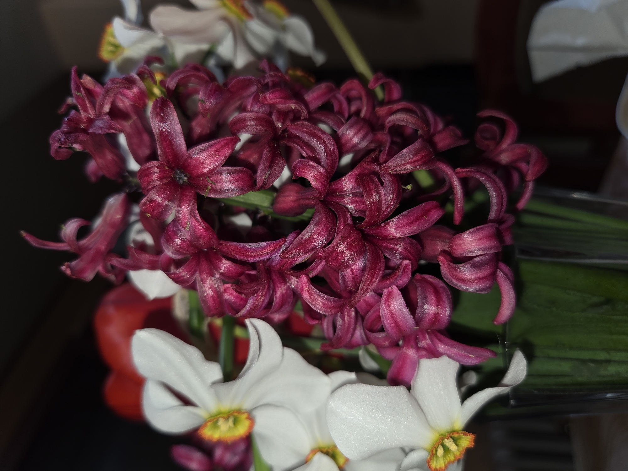 A close-up shows a floral arrangement with prominent dark pink hyacinths and white daffodils. The hyacinth blooms are tightly clustered, showcasing their intricate, curved petals and distinctive texture. The daffodils are positioned lower in the arrangement, their white petals contrasting with the yellow-orange centers. Some green stems are visible among the flowers. The background is blurred, suggesting a shallow depth of field. The location, Pleven, Bulgaria, is not discernible from the image. There are no people visible in the image.