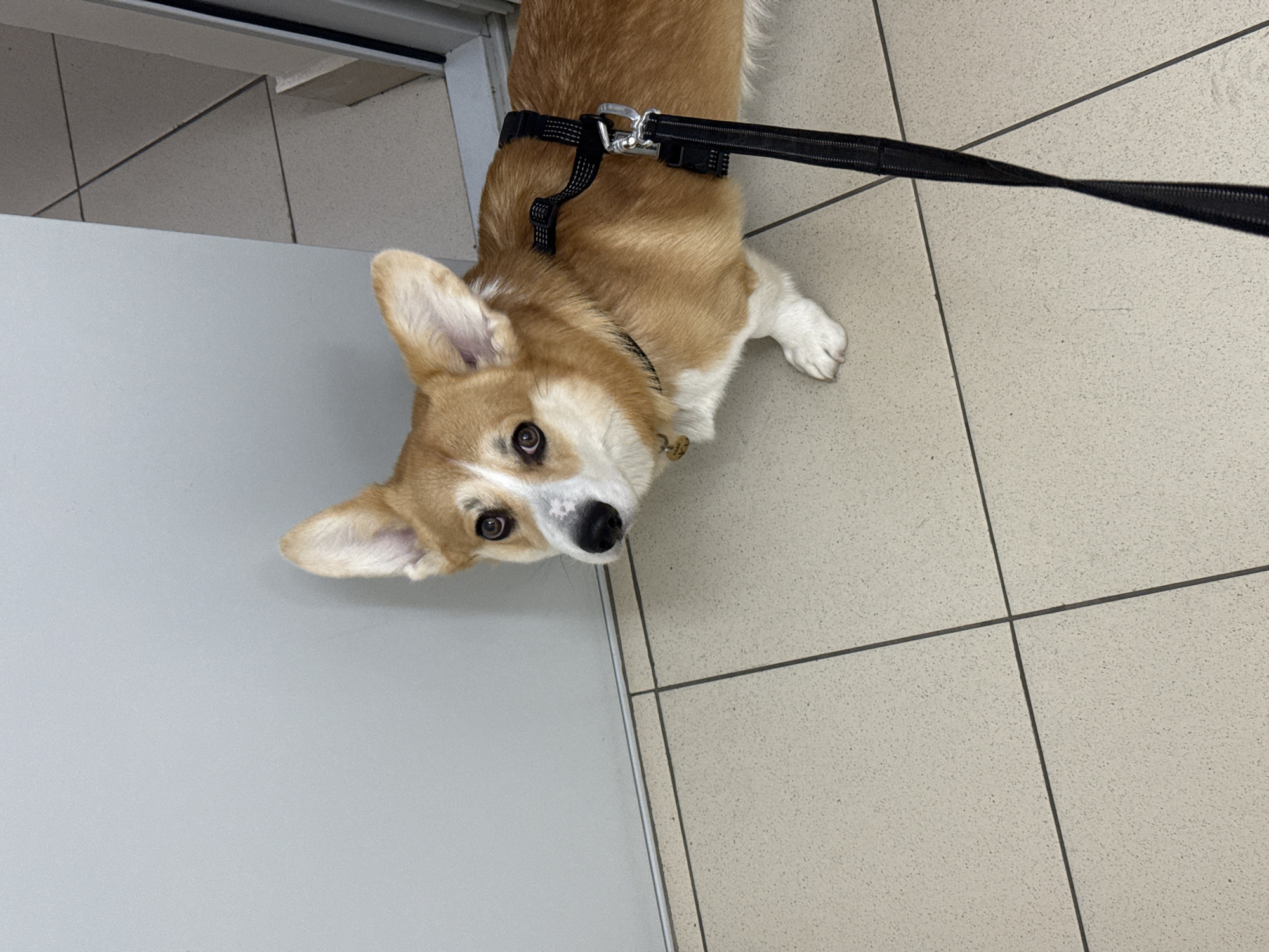 A tan and white corgi wearing a black harness and leash is indoors on a light tan tiled floor. The dog is looking up at the camera. Part of a grey wall and door frame are visible on the left. The scene likely takes place in a veterinary clinic, but there is no evidence of location.
