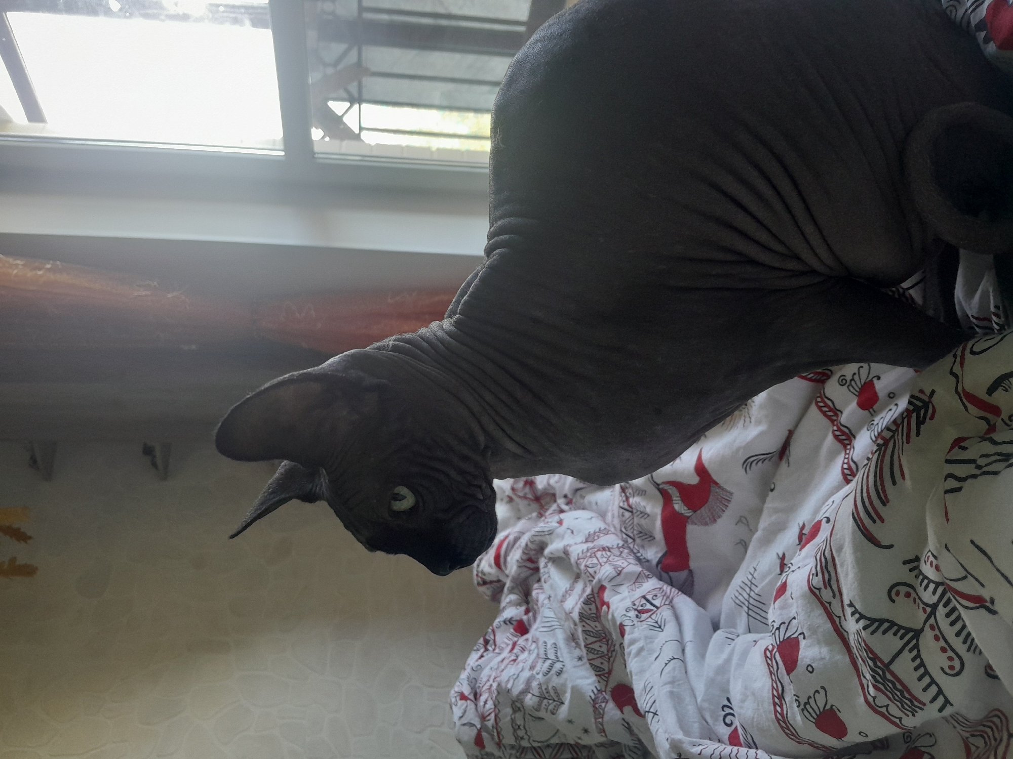 A hairless cat, possibly a Sphynx breed, is sitting on a bed covered with white and red patterned bedding. The cat is dark gray with prominent wrinkles on its skin and has green eyes. The bedding features a folk-art style design with red and black motifs. The cat is positioned to the right of the frame, facing left in profile. Behind the cat, a window is visible with sunlight streaming through, casting a bright glare. A sheer orange curtain is partially visible to the left of the window. The wall behind the cat has a textured, light-colored finish. The environment appears to be indoors, possibly a bedroom. The location is stated to be Рыбхоз, Russia, though no specific landmarks or urban features are discernible within the image to confirm this location.