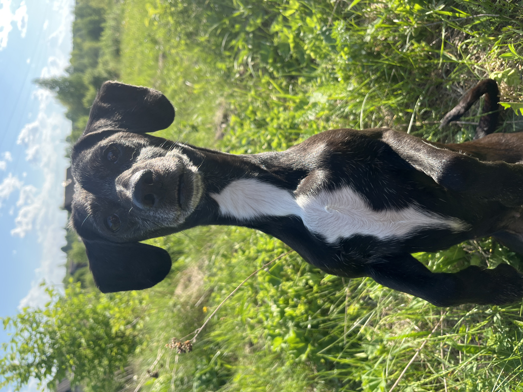 A black and white dog is lying in green grass. The dog is facing the camera. There are some trees and a blue sky in the background. The location is likely outdoors, but not precisely identifiable as Nizhny Tagil, Russia, without additional context or identifying markers.