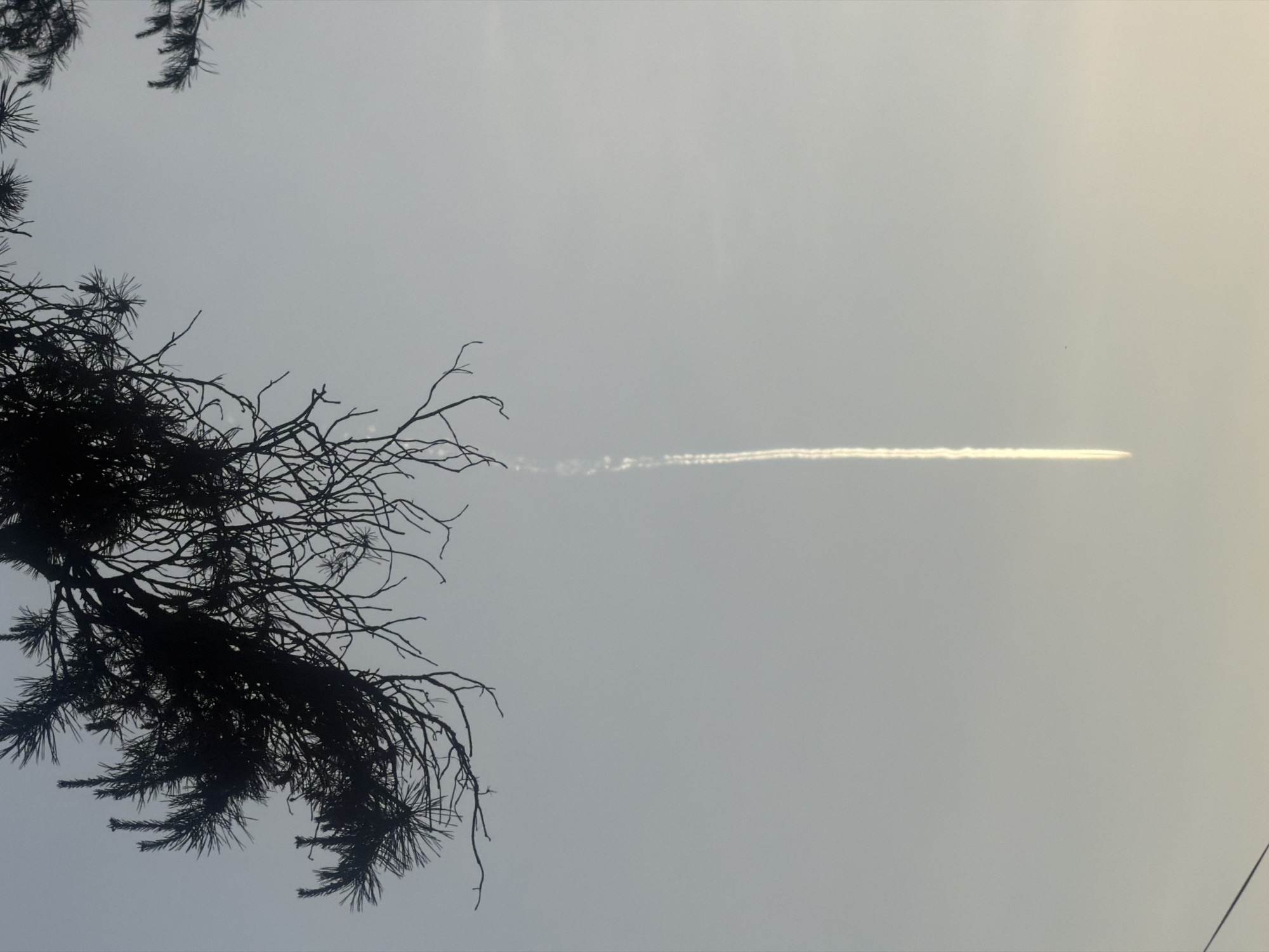 The image shows a view looking up at a cloudy sky with a dark silhouette of a tree branch with pine needles in the lower left corner. A contrail, likely from an airplane, stretches horizontally across the center of the frame. The environment is outdoors with no people or other obvious objects. The location is implied to be Chaikovsky, Russia. The image's focus is on the contrast between the natural tree silhouette and the artificial contrail in the sky.