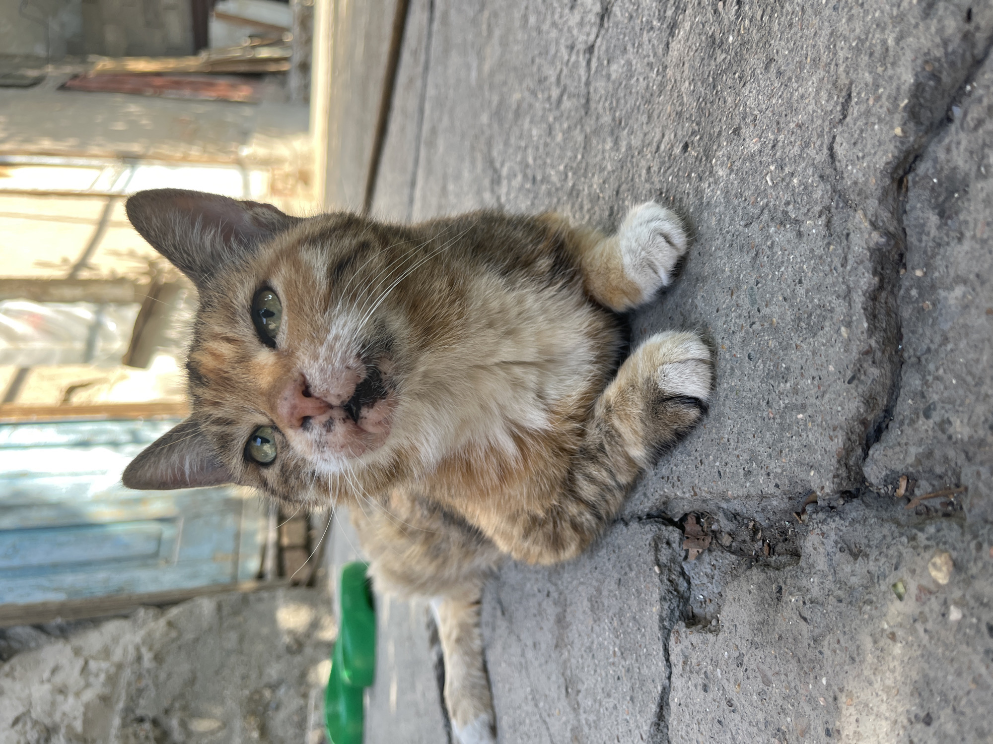 A calico cat with green eyes and an injured nose lies on cracked concrete pavement in an outdoor setting. The cat's fur is a mix of brown, orange, and black. In the background, there are weathered blue doors, parts of buildings, and some green plastic objects. The scene suggests an urban environment, possibly in the city of Taraz, Kazakhstan, given the prompt's request for location. The lighting indicates it is daytime.