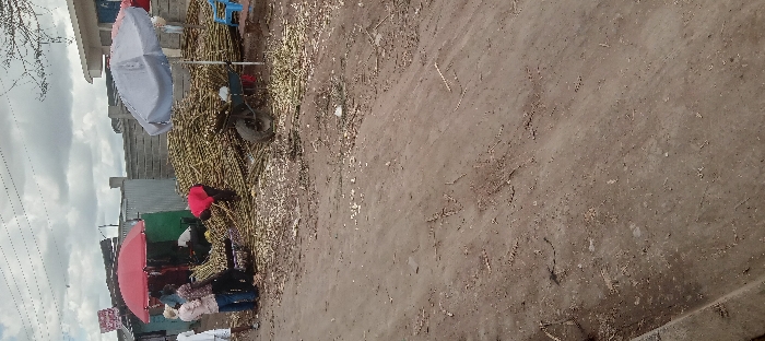 The scene takes place on a dirt road in Kitengela, Kenya. The road is lined with tall, green stalks of vegetation. There are four people present, all wearing casual clothing. Two of them are standing near a red umbrella, while the other two are working near a pile of stalks. One person is wearing a red shirt and is bending over to work, while another is wearing a white shirt and is standing upright. There is also a blue umbrella, a wheelbarrow, and a concrete curb visible in the image. The sky is cloudy and the day is overcast.