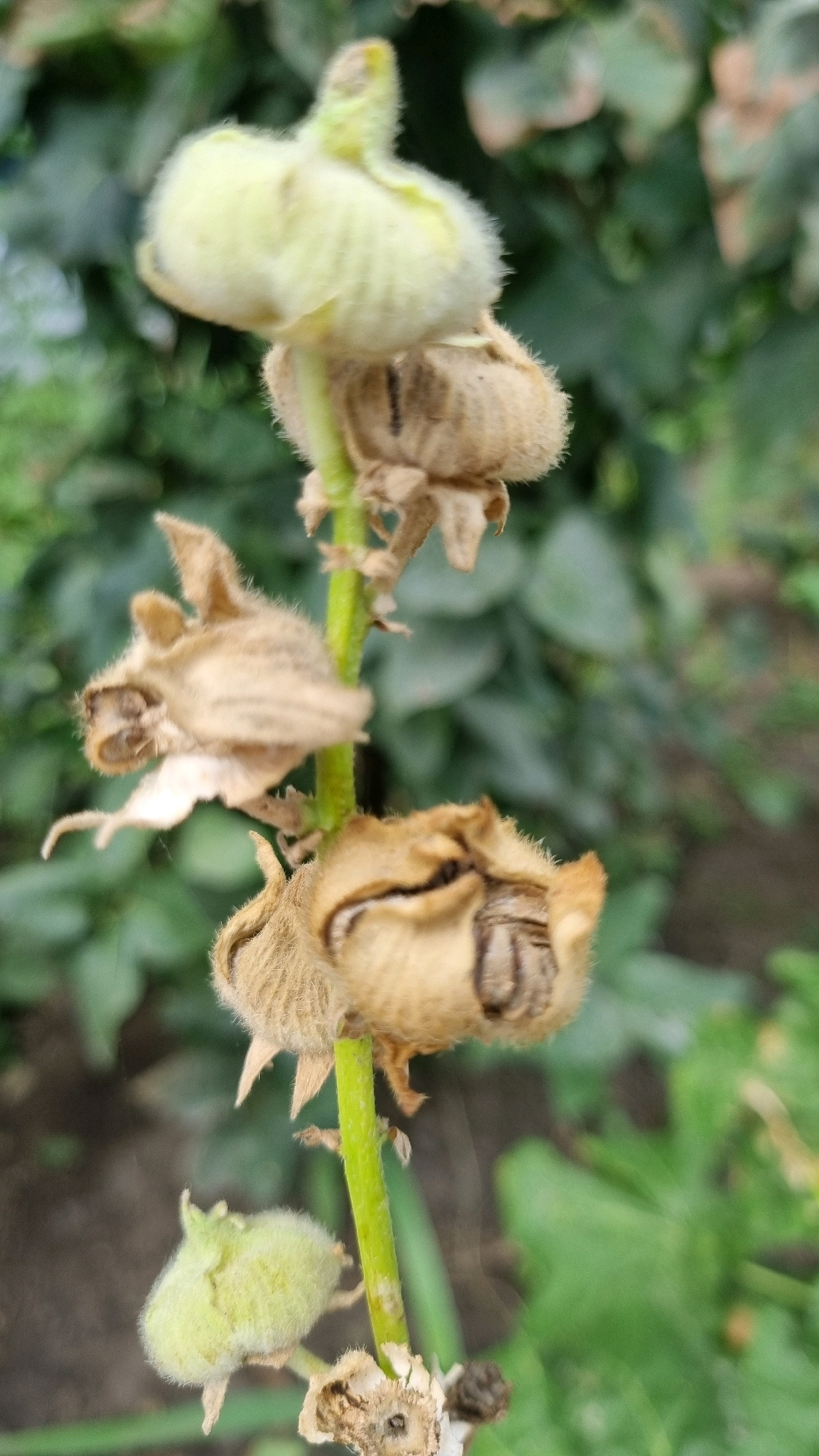 The image is a close-up, vertical shot of a plant stem with several seed pods and developing buds. The stem is green and fuzzy, with several dried, brown seed pods in various stages of maturity. Some pods are open, revealing a few dark seeds inside. There are also a few fuzzy, pale green buds on the stem. The background is out of focus, showing green foliage, suggesting an outdoor environment. The lighting is natural, and the image appears to be taken during the day. The location is unspecified within the city of Smila, Ukraine.