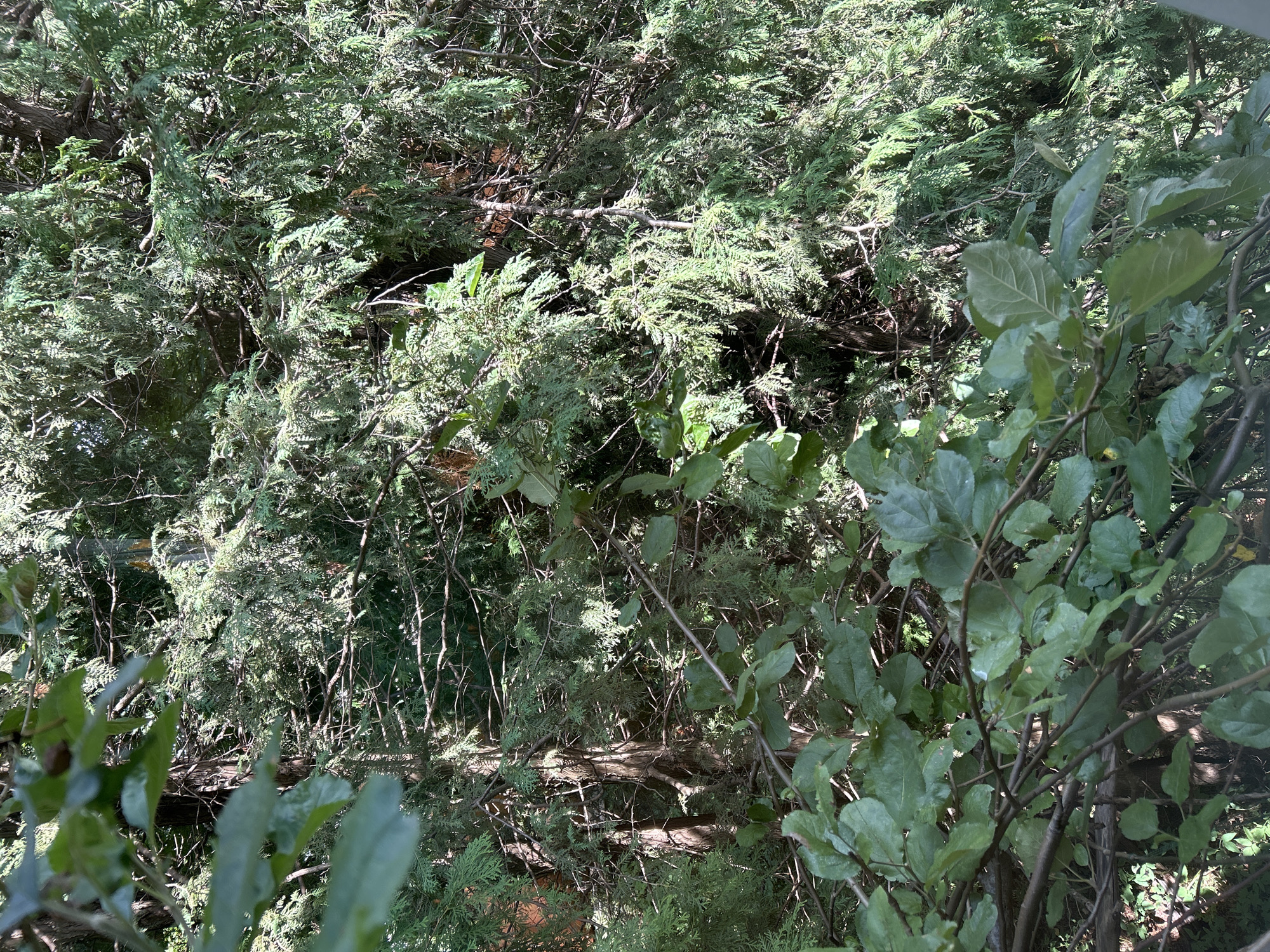 A close-up, overhead view of dense green foliage in Zelenograd, Russia. The image is dominated by the textured needles of evergreen trees, likely junipers or cedars, interspersed with the broader leaves of deciduous trees. Sunlight filters through the branches, creating dappled patterns of light and shadow. The scene appears to be a natural outdoor setting, possibly a park or a residential garden, with no human presence or man-made structures immediately visible.