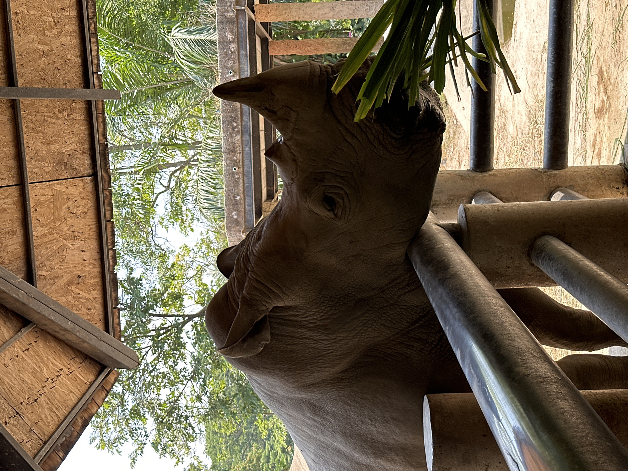 The image shows a rhinoceros up close, likely within an enclosure. The rhino is grayish-brown, and its head is tilted upwards as it appears to be eating foliage. The environment includes wooden structures, potentially part of the enclosure or a nearby building, and green trees and plants, suggesting a zoo or sanctuary setting. Metal bars and a concrete structure are visible, possibly forming part of the enclosure's barrier. The location is identified as Bang Phra Subdistrict, Thailand.