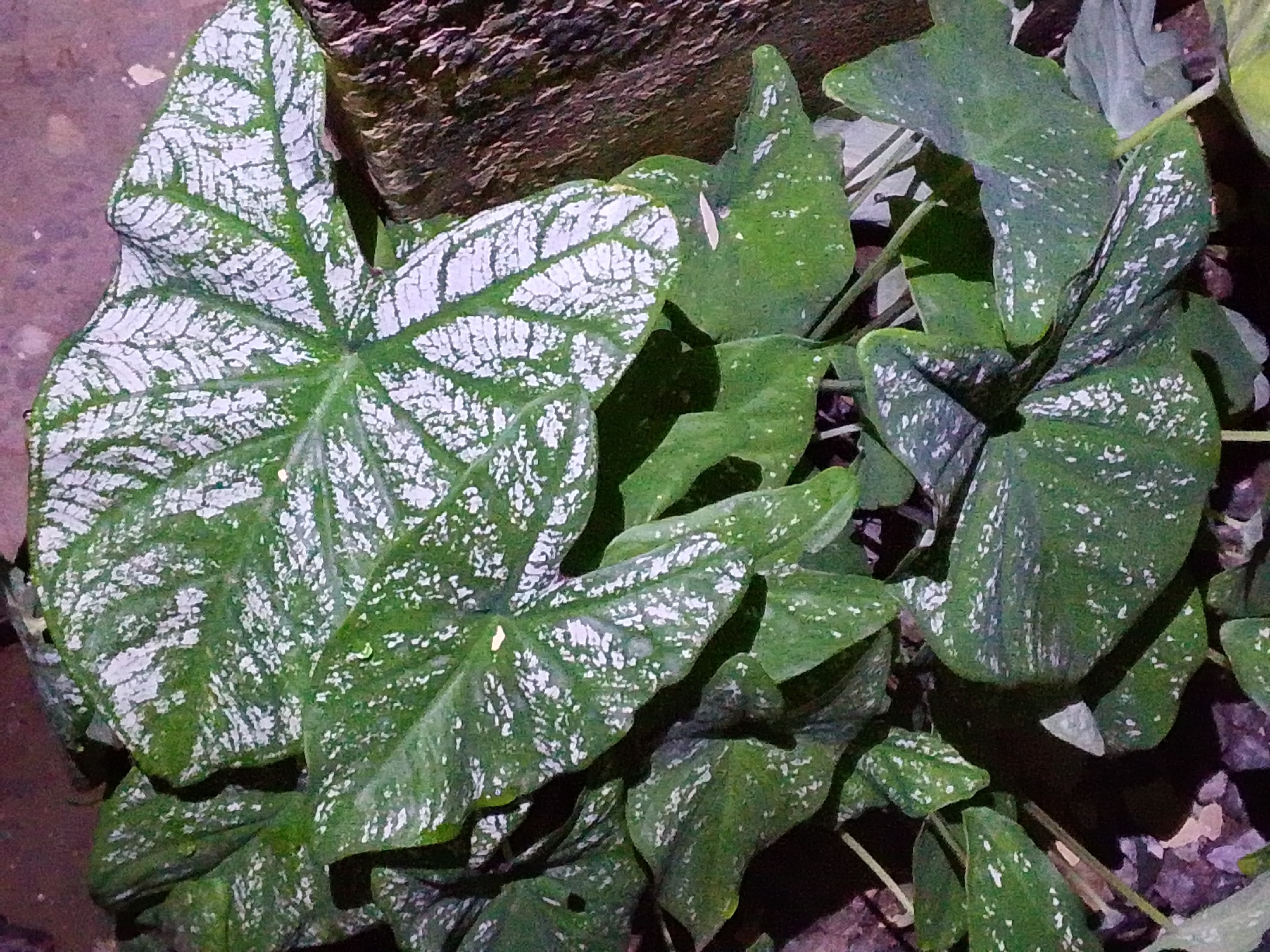 The image shows a close-up of a cluster of large, heart-shaped leaves with a distinctive pattern of green veins and white speckles. The leaves appear to be from a plant such as a caladium. The background is dark and textured, possibly suggesting a natural or garden setting. There is a rough, brown-colored object, possibly a rock or piece of wood, visible in the upper left portion of the image. No people or animals are present in the image, and no specific location in Serti, Nigeria, can be determined from the visual information. The lighting suggests it might be nighttime or a dimly lit area.