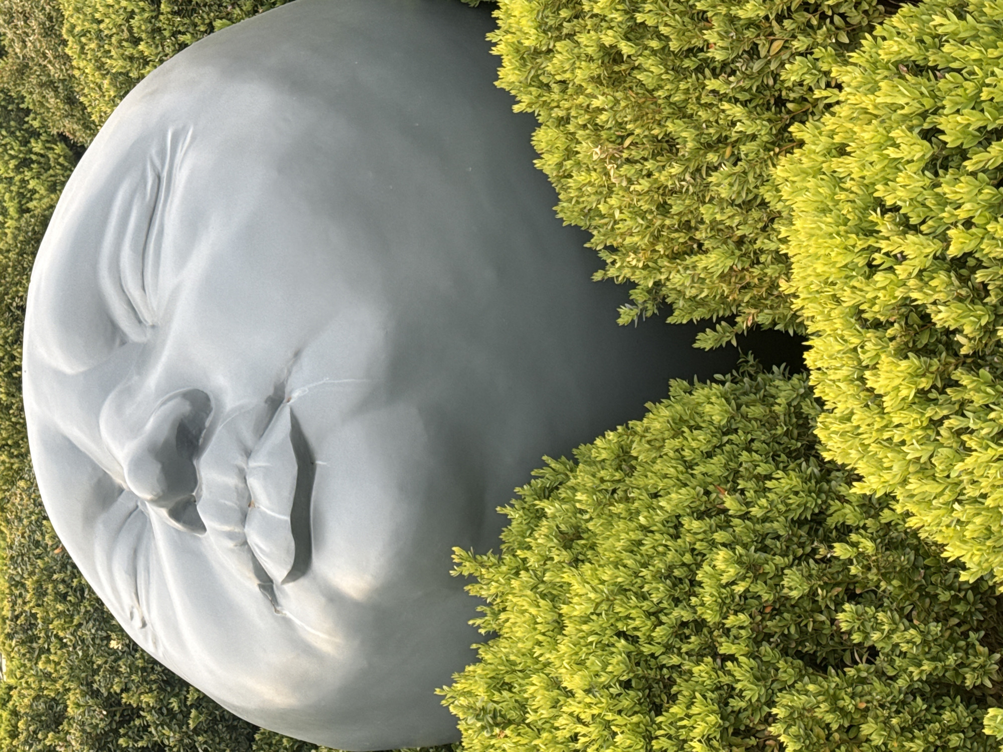 A large, light grey or bluish-grey sculpture of a serene human face, reminiscent of a full moon, is depicted horizontally in this close-up outdoor shot. The sculpture, with its smooth, unblemished surface, features closed eyes, a gentle nose, and subtly sculpted lips, conveying a profound sense of peace and slumber. Its round form fills the left and central portions of the frame.
The face is partially embraced and framed by abundant, vibrant foliage, primarily on the right and bottom sides of the image. These dense hedges or bushes display a variety of green and yellowish-green hues, with individual leaves clearly visible, suggesting healthy growth. The interaction between the smooth, artificial surface of the sculpture and the organic, textured greenery creates a striking contrast.
The lighting indicates a bright, sunny daytime, casting subtle shadows that highlight the contours of the face and the depth of the foliage. There is no discernible activity taking place, as the scene is static, capturing an art installation in a natural setting. The overall impression is one of calm and natural beauty, likely within a park or garden in Krasnodar, Russia. No text is visible in the image.