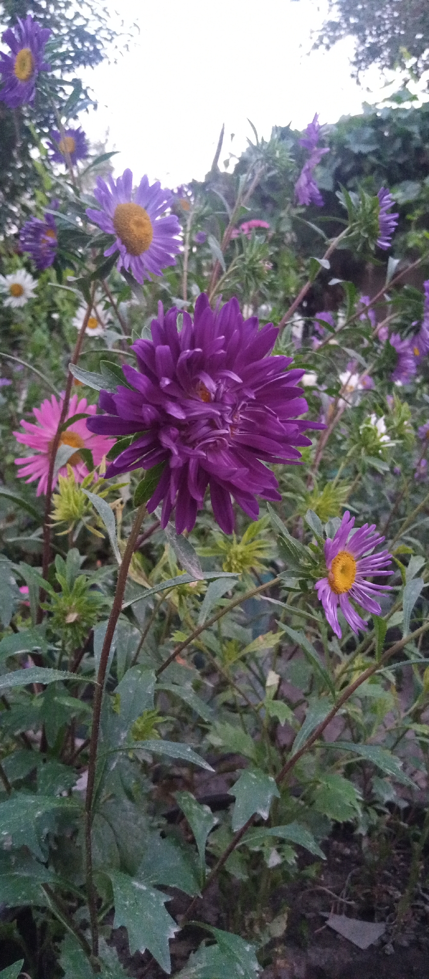 The image shows a close-up view of a cluster of aster flowers in various shades of purple and pink, with some white flowers in the background. The main subject is a large, dark purple aster in the foreground, with its intricate petals taking center stage. To the right, a smaller, lighter purple aster with a yellow center is visible. In the middle ground, a bright pink aster and several unopened buds are present. The flowers are surrounded by lush green foliage. The background is blurred, suggesting a garden or outdoor setting with trees and other plants. The lighting appears to be natural, possibly from an overcast sky. The scene is likely located in a residential area or a park in the city of Шелек, Kazakhstan, given the presence of common garden flowers. There are no people or animals in the image. The overall impression is of a vibrant floral display in a naturalistic setting.