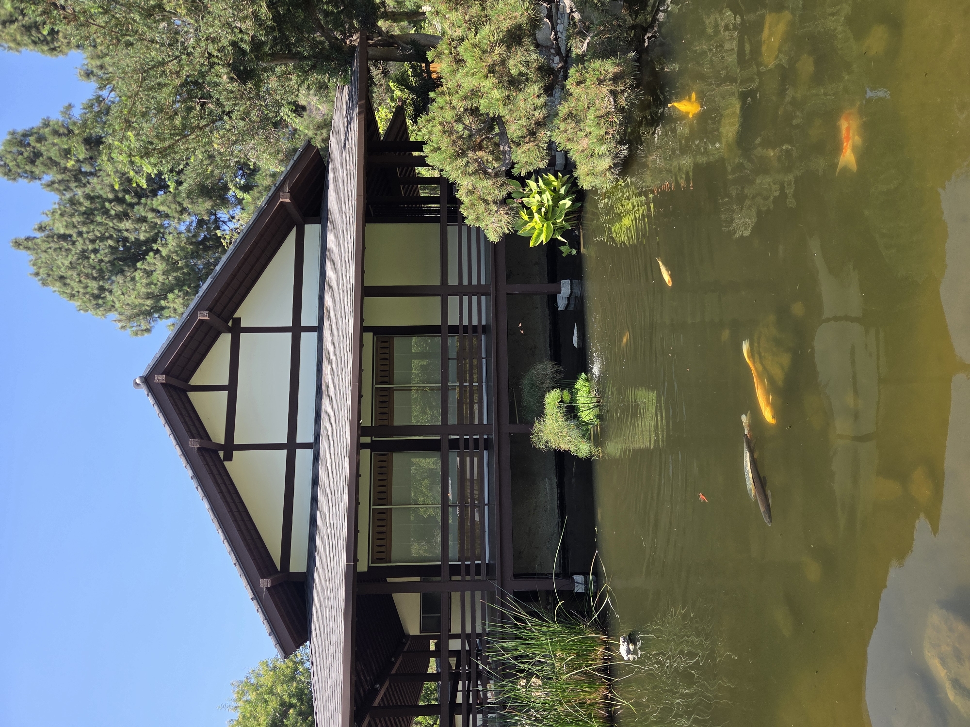 This image captures a serene view of the Descanso Gardens Japanese Garden in Glendale, California. The focal point is a traditional Japanese-style building with a dark tiled roof and white walls, featuring dark brown wooden beams and railings. In front of the building, a tranquil pond reflects the surrounding greenery and the blue sky. Several koi fish, including orange and gold varieties, swim in the greenish water. Lush vegetation, including tall reeds, leafy plants, and a pine tree, frames the scene. The overall atmosphere is peaceful and natural, typical of a well-maintained botanical garden.