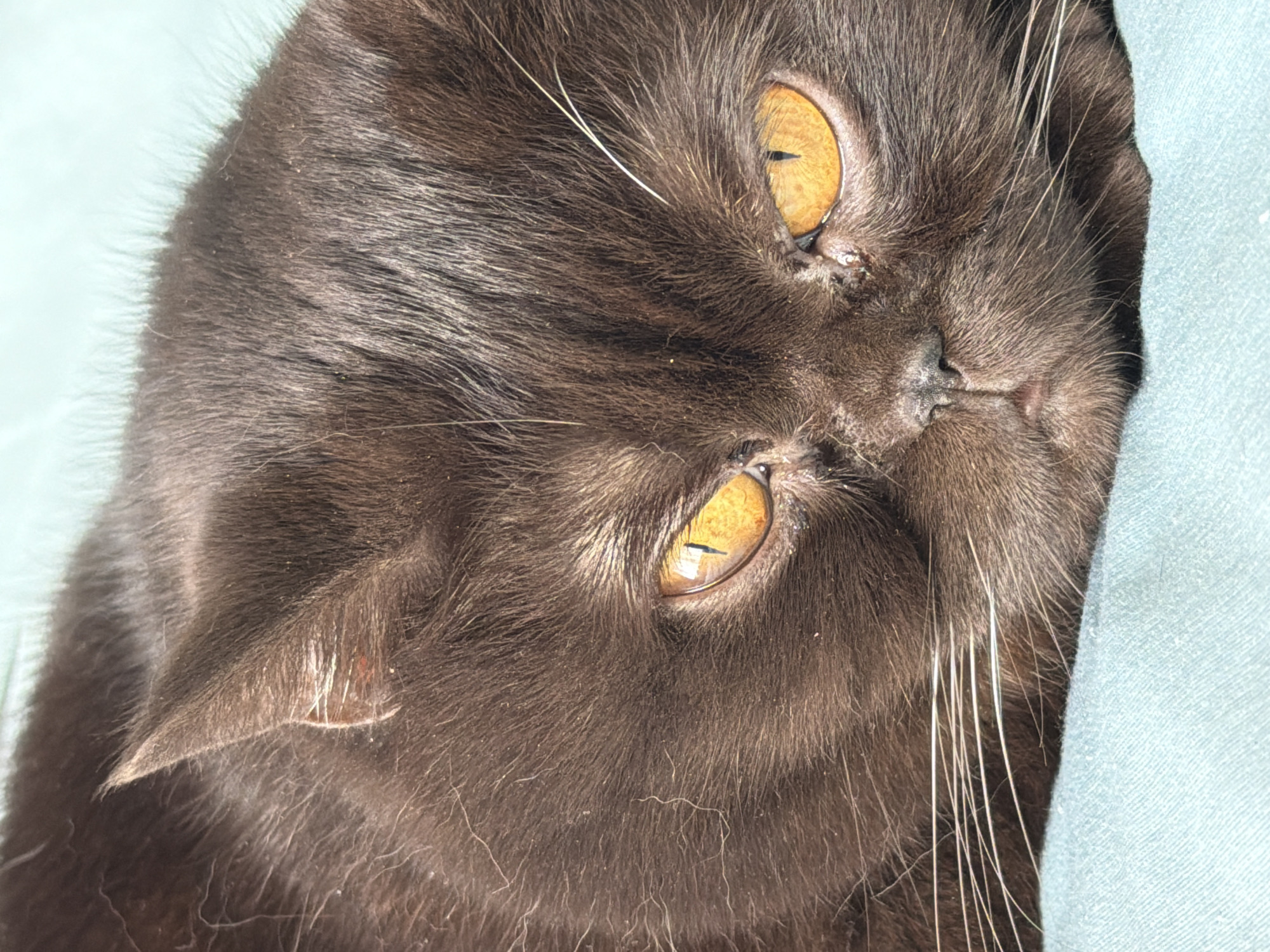 This is a close-up, overhead shot of a brown cat's face. The cat is lying on a light blue fabric surface, possibly a blanket or bed. Its eyes are a striking golden-amber color with vertical pupils, and they are partially closed. The cat's fur is dark brown and appears to be long and fluffy, with some lighter-colored whiskers fanned out around its face. Its nose is a dark color, and it has prominent white whiskers. The lighting suggests it is daytime, likely indoors, given the presence of the fabric. The cat's expression appears relaxed or sleepy. No text is visible in the image. The location context provided is Brest, Belarus, but there are no specific visual cues within the image to confirm this.