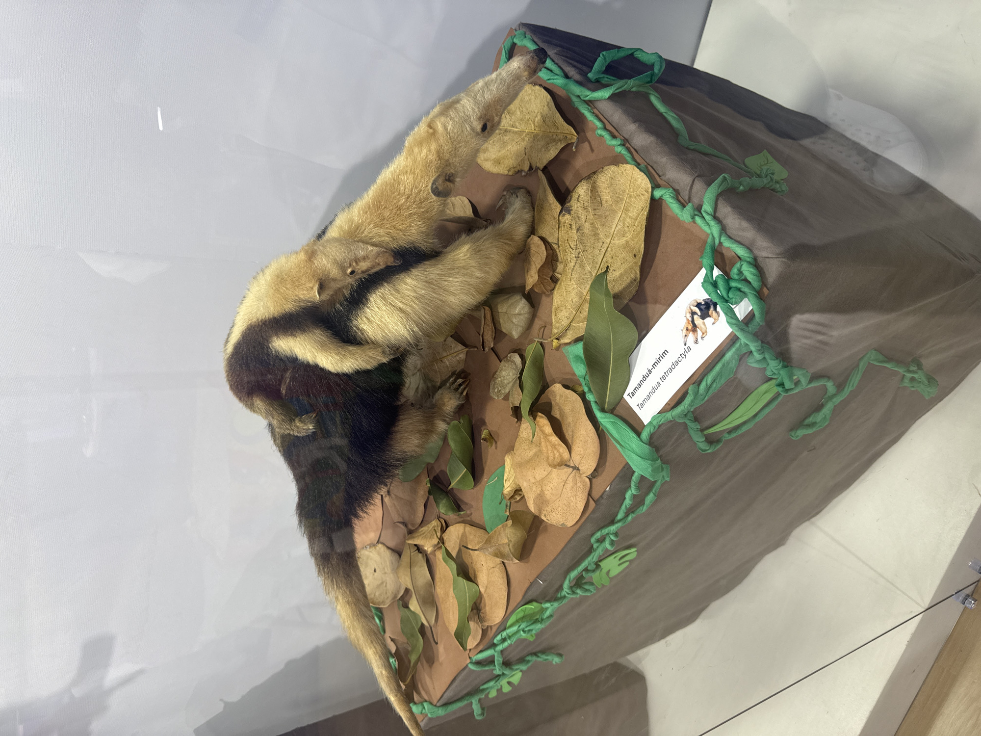 The image shows a museum display featuring two taxidermied tamanduas, one adult and one young, positioned on a brown surface adorned with dried leaves and artificial green vines. The exhibit is housed within a glass enclosure, reflected in the surface of the glass. A small informational label with text and an illustration of the animals is placed on the surface. The background consists of a white, slightly textured wall, and the overall environment appears to be indoors, likely in a museum setting. Based on the provided context, this display is located in the city of Niterói, Brazil.