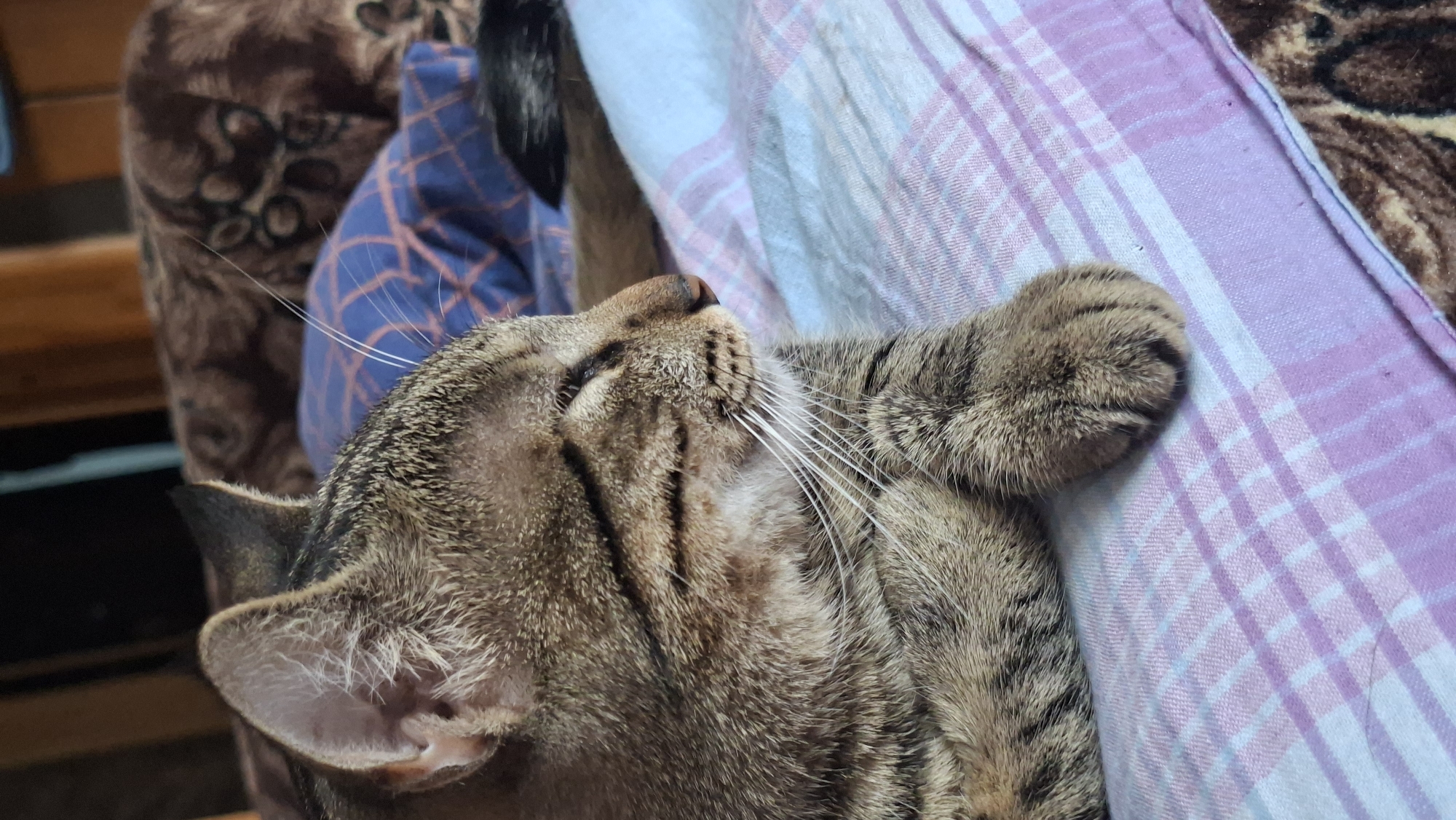 The media file shows a close-up view of a tabby cat sleeping on a bed with a pink and white checkered blanket. The cat is lying on its back, with its eyes closed and paws resting comfortably. The cat's fur is a mix of brown, black, and gray stripes. Its whiskers are long and white, and its ears are pointed. Behind the cat, there are glimpses of other blankets or upholstery with a brown, patterned design and a blue fabric with a diamond pattern. The lighting suggests it might be daytime, and the indoor setting implies a comfortable domestic environment. The cat appears relaxed and content. There is no visible text in the image. The location context is Забалоцкі сельскі Савет, Belarus.