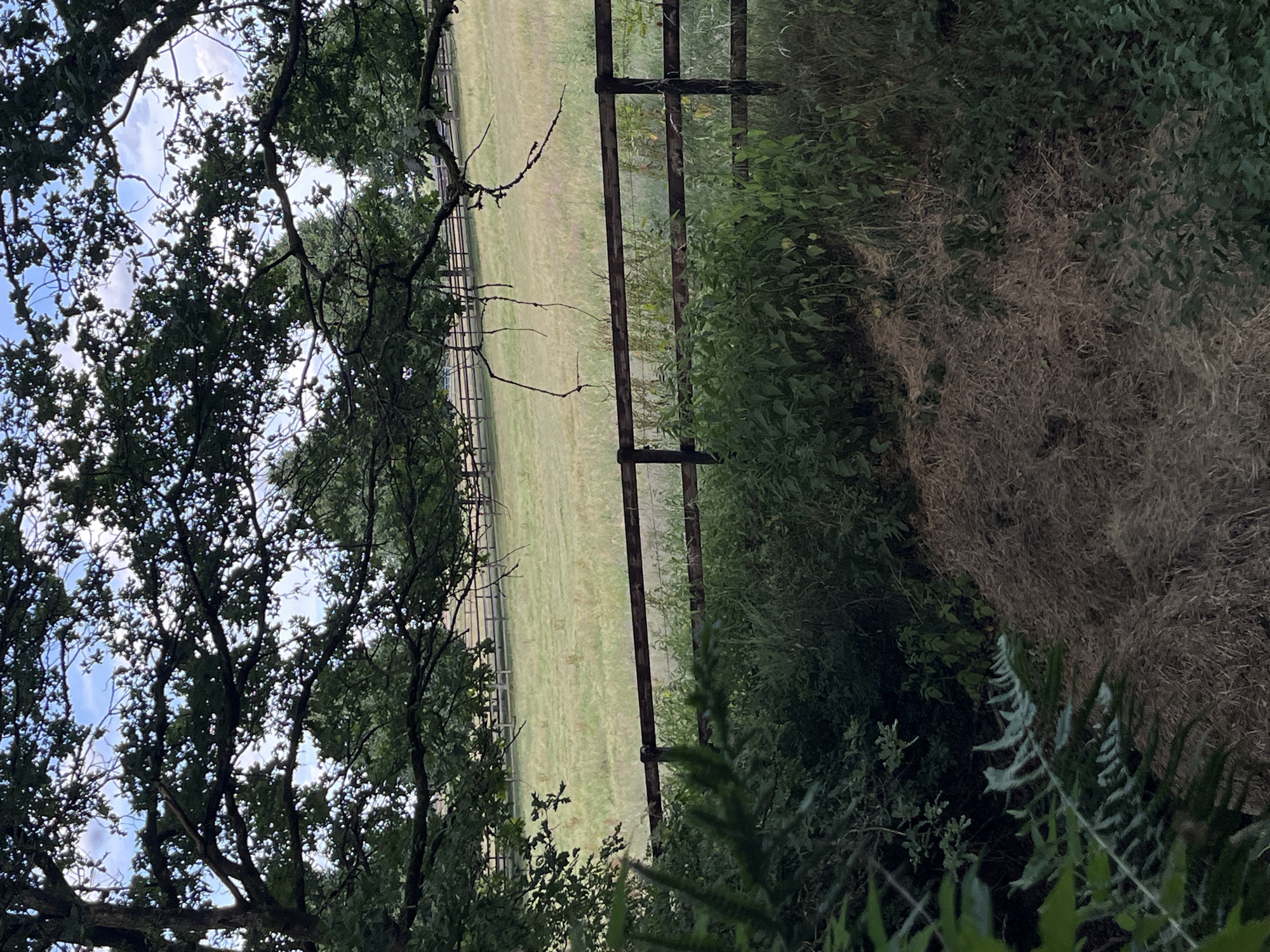 The image depicts a rural landscape scene, possibly in or near Saint-Vith, Belgium. In the foreground, there is dense foliage and some dry grass on the ground, suggesting a natural, possibly overgrown area. A wooden fence with multiple horizontal rails runs across the middle ground, separating the immediate foreground from a larger, open field. This field is covered in grass and appears to be a pasture or agricultural land. Beyond the field, more trees are visible, forming a tree line against a sky with scattered clouds. The overall impression is one of a tranquil, natural setting. There are no people or animals visible in the scene.