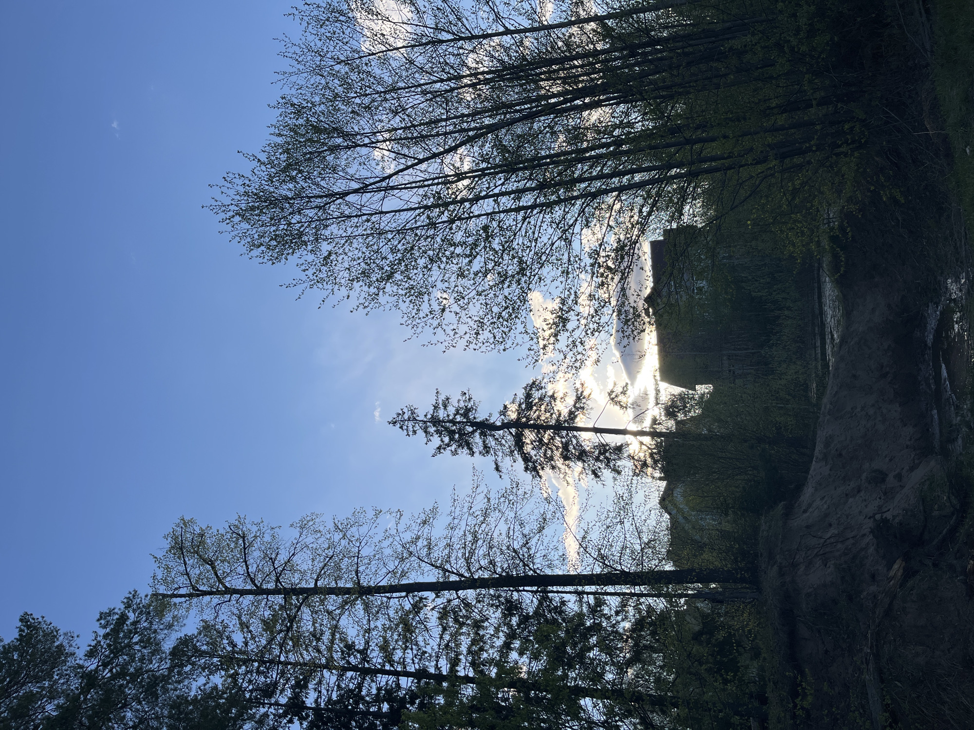 The image shows a view looking up through trees towards a building in Chaikovsky, Russia. The sky is blue with some scattered clouds. The trees are mostly bare, with some small leaves beginning to emerge. The building is partially obscured by trees and sunlight, making it difficult to discern its details. The foreground consists of a dirt embankment with some vegetation. The scene appears to be taken from a wooded area or park.