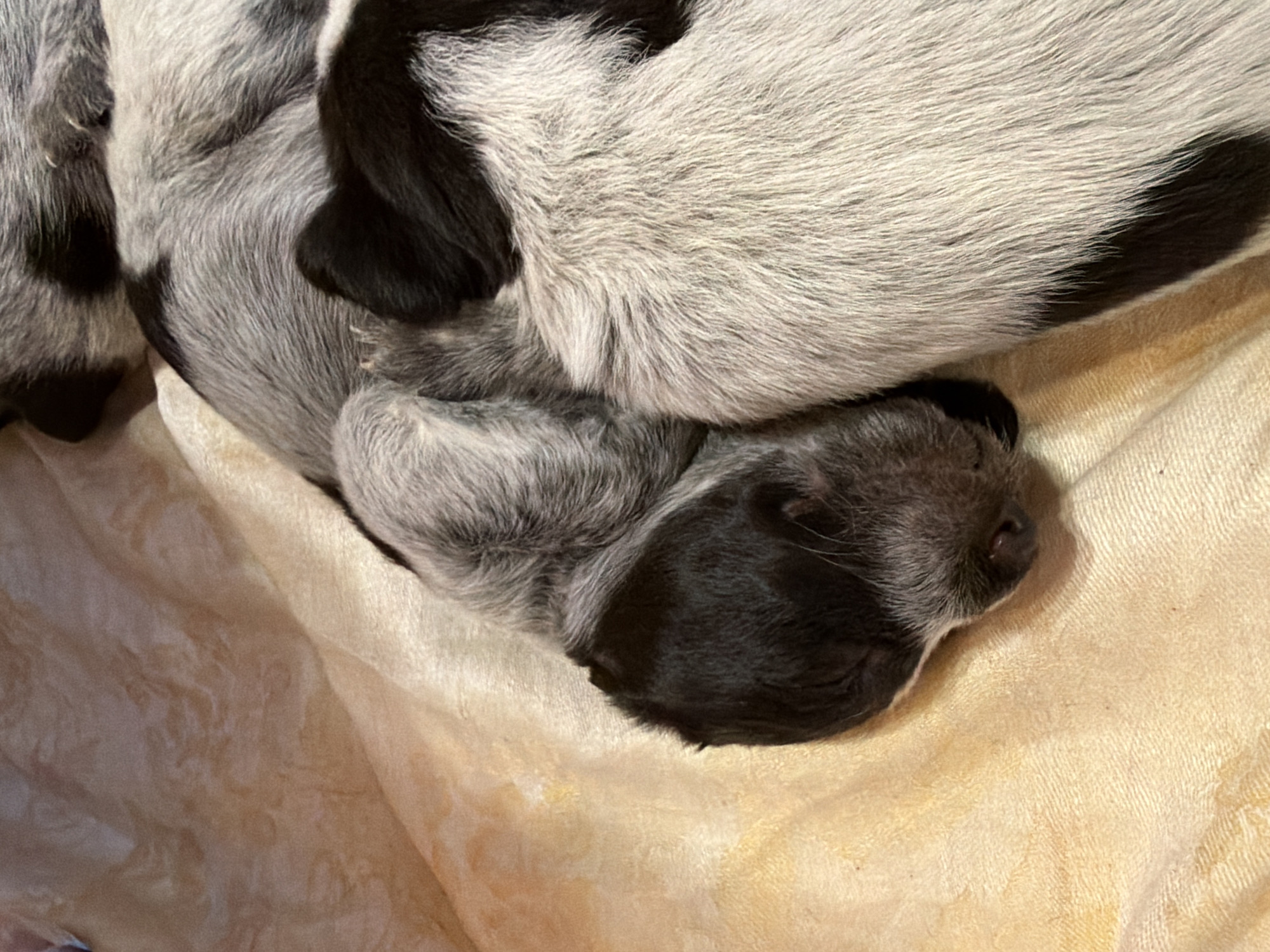 The image depicts three newborn puppies resting on a light yellow or cream-colored blanket. The puppies have mottled black and white fur. Their eyes are closed, and they appear to be sleeping. The image focuses primarily on the puppies. There is no information in the image or implied to suggest a location in Khimki, Russia.