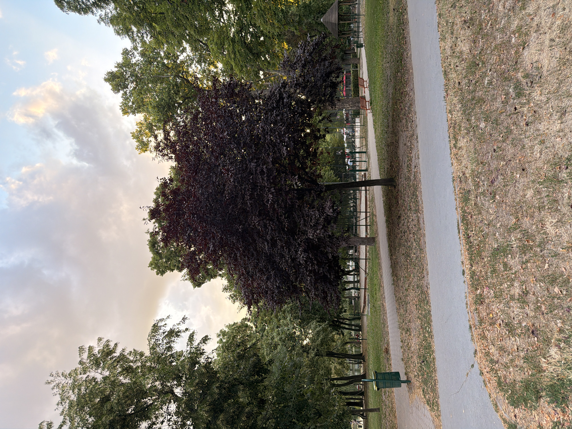 The image depicts a park scene in Budapest, Hungary, likely in the late afternoon or early evening, indicated by the soft lighting and clouds. A paved pathway curves through the park in the foreground, bordered by grass and fallen leaves. To the left of the pathway, a green trash receptacle stands. In the mid-ground, a large tree with dark, purplish-red foliage dominates the center of the frame, set against a backdrop of other trees with green foliage. Beyond the trees, a fenced area, possibly a sports court, is visible with several people in the distance. Two empty, reddish-brown park benches are placed on the grass in the mid-ground. Further back, a small wooden gazebo or pavilion can be seen. The sky above is a blend of soft blues, whites, and pastel oranges, with scattered clouds suggesting the sun is low on the horizon. The overall atmosphere is tranquil and natural.
