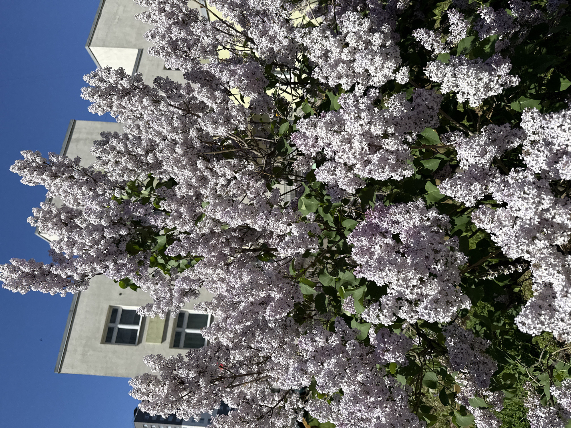 The image shows a lilac bush in full bloom, with white flowers densely covering the branches. The branches are visible amongst the flowers, and green leaves are present on the bush as well. In the background, part of a light gray building with two windows can be seen against a clear blue sky. The location is Saint Petersburg, Russia.