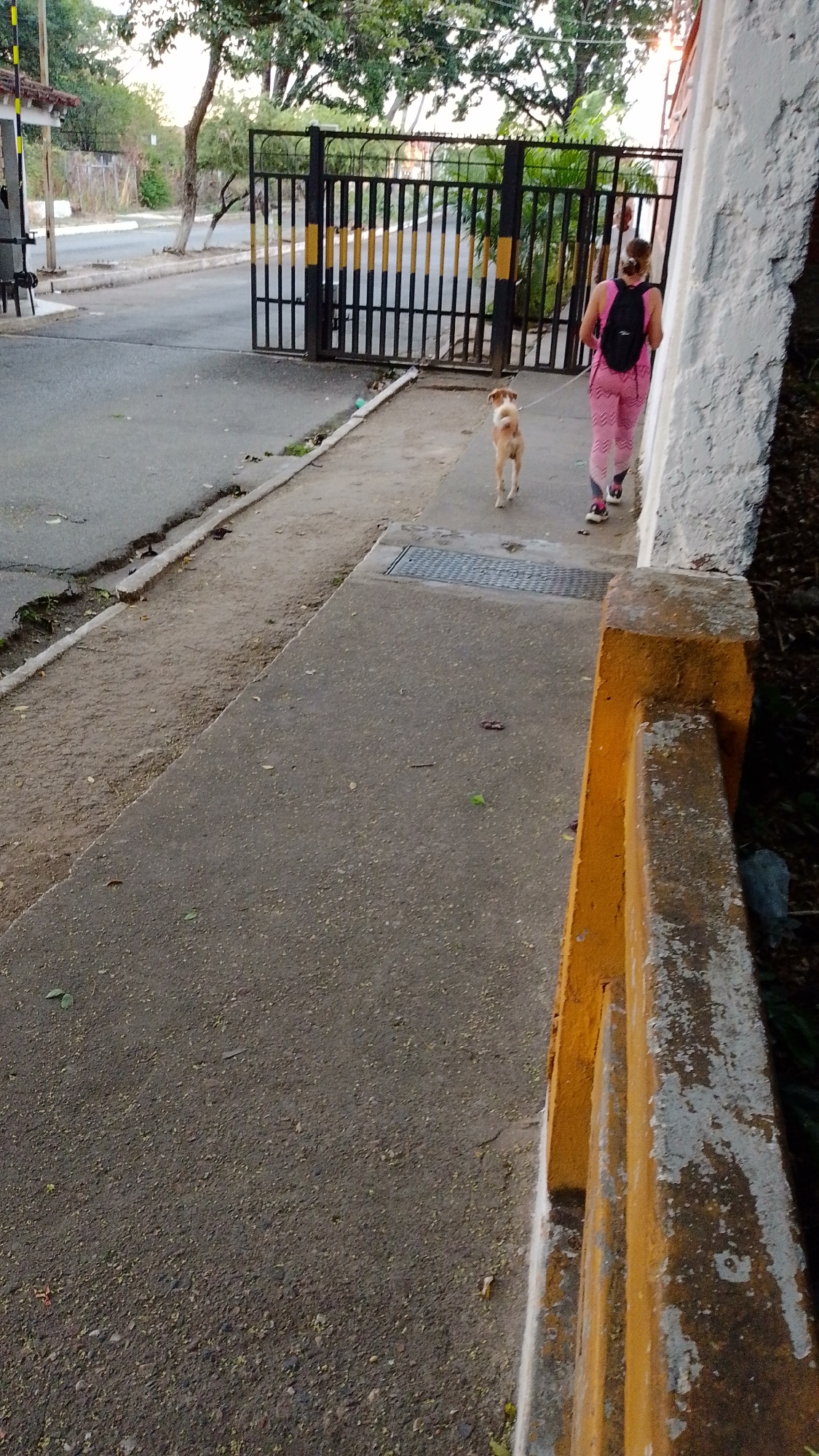 This image depicts an outdoor scene in Tinaquillo, Venezuela, likely during the late afternoon or early evening given the soft, warm light. The setting appears to be a street or pathway leading towards an entrance, possibly a residential area or a communal property.
In the center, a woman is seen from behind, walking a light brown and white dog on a leash. The woman wears a pink short-sleeved top, matching pink-and-white striped athletic pants, and a black backpack. Her light-colored hair is pulled back, and she wears sneakers. The dog, a medium-sized mix, walks a short distance ahead of her.
To the right, a rough-textured white-painted wall runs alongside the concrete sidewalk, showing signs of weathering and flaking paint. In the lower right foreground, a yellow-painted concrete barrier or railing, also aged and weathered, partially frames the scene. The sidewalk itself is made of grey concrete and features a metal storm drain grate. Adjacent to the sidewalk on the left is an unpaved strip of dirt and grass, bordering a paved road that shows some cracks and unevenness.
In the mid-ground, a substantial black metal gate with vertical bars and distinctive yellow and black stripes is visible, appearing to be part of a fence or entrance to a property. Green trees and foliage are abundant in the background, creating a natural backdrop. The overall atmosphere is calm and mundane, capturing an everyday activity. No visible text is present in the image.