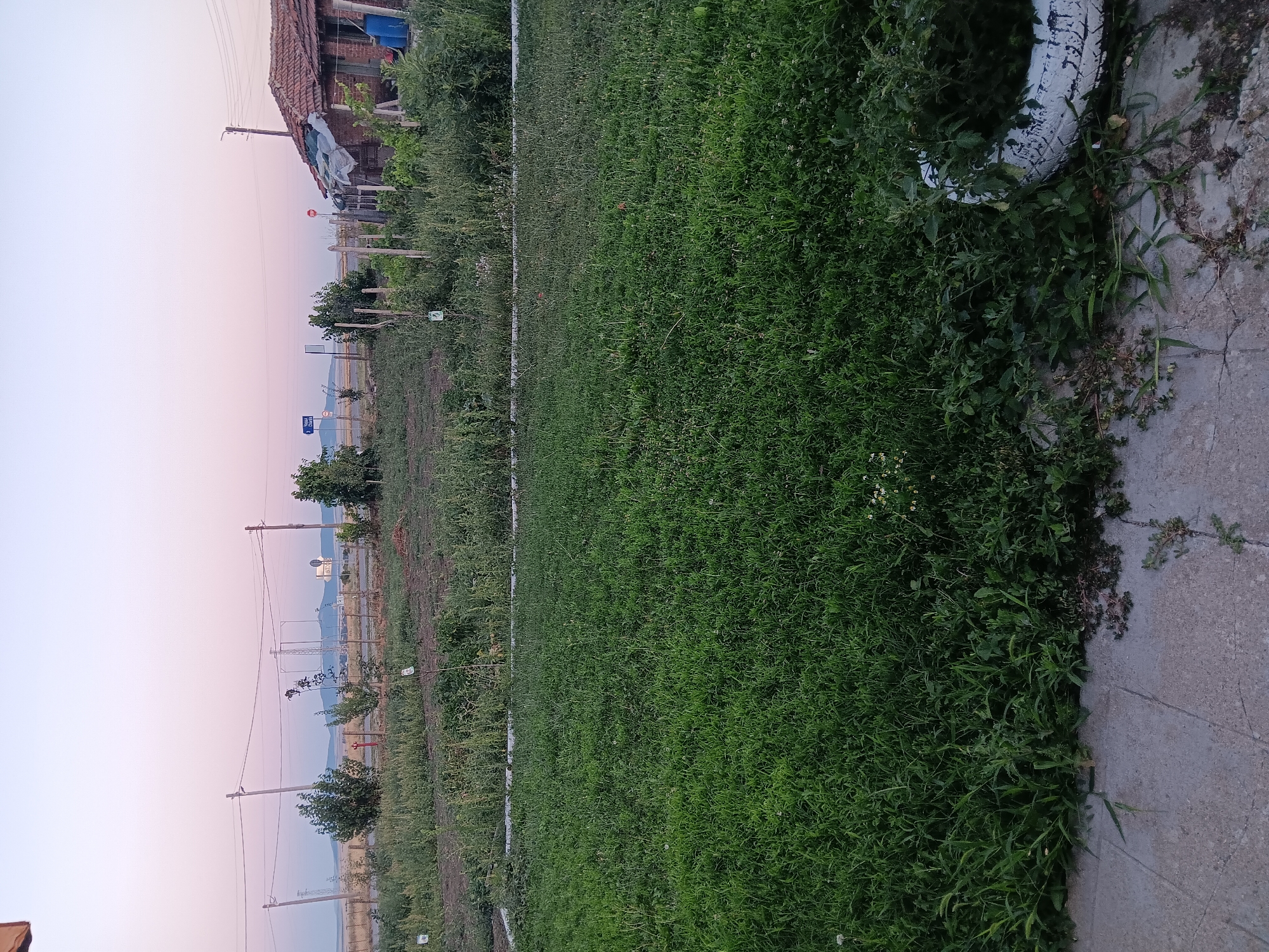 The image depicts an outdoor scene in Zimnitsa, Bulgaria, likely in the evening given the soft, gradient sky. In the foreground, a large expanse of lush green grass dominates the frame, interspersed with some smaller weeds and a few scattered white wildflowers. To the left of the grass is a concrete pathway. On the right side of the grass, a repurposed tire, painted white with black markings, serves as a planter, filled with various green plants.
The middle ground of the image features a cultivated area with rows of smaller plants, marked by thin wooden stakes. Beyond this, a chain-link fence separates the cultivated area from a dirt road. Along the dirt road, several trees are visible, including one with dense green foliage and another smaller sapling. In the distance, a red fire hydrant stands near the fence. Further back, several utility poles with electrical wires crisscross the landscape, and a few more trees are sparsely scattered. In the far distance, faint silhouettes of hills or mountains can be seen against the horizon.
The background reveals a road with a white signpost displaying text, and further along, another sign with an arrow and text. A red stop sign is also visible. To the far right, a small, rustic building with a red-tiled roof and brick walls is situated. Part of the building appears to be a simple shed with a tarp-covered roof. Two blue barrels are placed next to the building. The sky is a soft blend of pale pink and light blue, indicating either sunrise or sunset. There are no people or animals visible in the image.