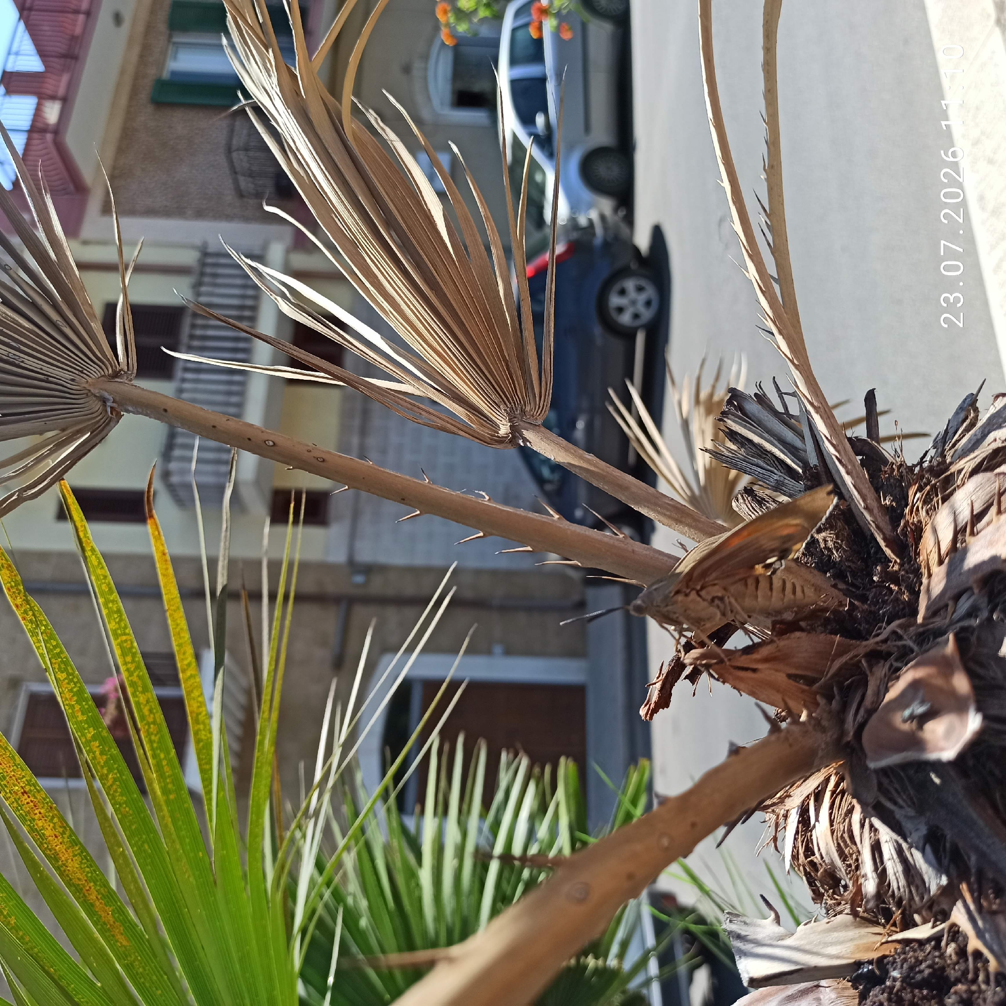 This media file is a close-up, vertically oriented shot of a dried palm frond and its thorny stem, with a live green palm leaf in the foreground. A moth is perched on the dried frond. In the background, a building with windows and a street with a parked car and a flower box are visible. The image has a watermark in the upper right corner indicating "23.07.2026 11:10". The sunlight suggests it is daytime, and the bright lighting indicates fair weather. The scene appears to be in an outdoor urban environment, possibly a balcony or courtyard, given the building and street elements. The overall mood is tranquil, focusing on the natural elements in the foreground with the urban setting as a backdrop.