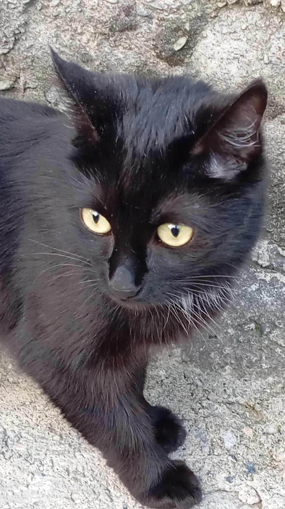 A close-up, eye-level shot captures a black cat with bright yellow eyes. The cat is positioned slightly to the left of the frame, facing towards the viewer's right. Its fur appears somewhat ruffled, with some lighter hairs visible around its muzzle and ears. The background consists of a rough, textured surface, possibly concrete or stone, with an uneven, light grey color. The lighting suggests it is daytime, casting subtle shadows on the cat's face. There is no discernible indication of Baksan, Russia in the image itself; this is an external detail.