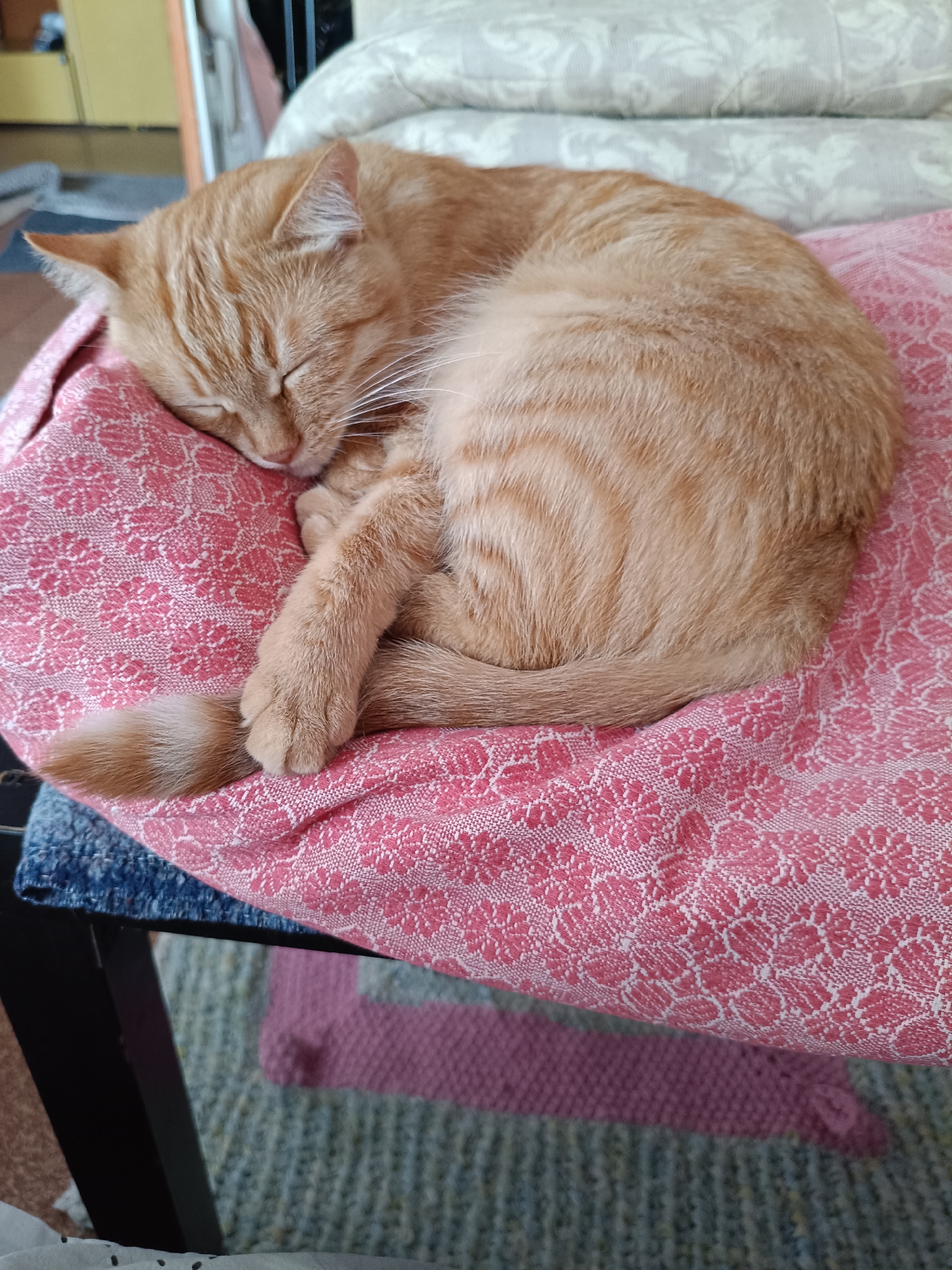 A close-up shot shows an orange tabby cat sleeping curled up on a pink fabric with a floral pattern. The cat's eyes are closed, and its paws are tucked underneath its body. Its tail is wrapped around its body. The background is out of focus, showing pillows and other soft furnishings. The scene is domestic and peaceful. The location within Tiraspol City Council, Moldova, cannot be determined from the image.
