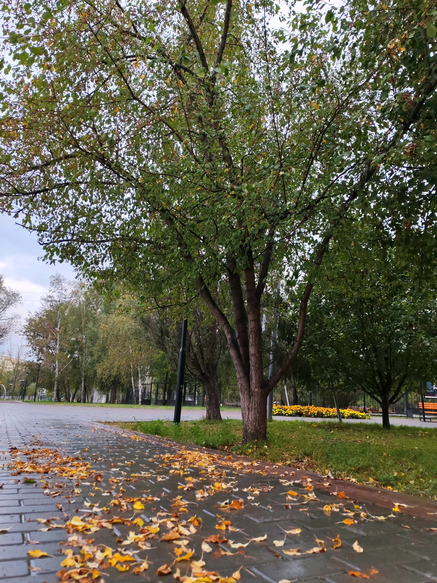 An outdoor shot captures a park path in Kurgan, Russia, during autumn. The path is paved with dark gray bricks, partially covered with fallen yellow and orange leaves. To the right of the path, a lush green lawn is visible, beyond which are several trees. The closest tree on the right has dark brown bark and a full canopy of green leaves. Further back, a flowerbed bursts with bright yellow flowers. The background reveals a line of trees with a mix of green and autumn-colored foliage, interspersed with streetlights. The sky above is overcast with a pale blue hue. The scene depicts a tranquil park setting, hinting at a recent rain as the pavement appears wet.