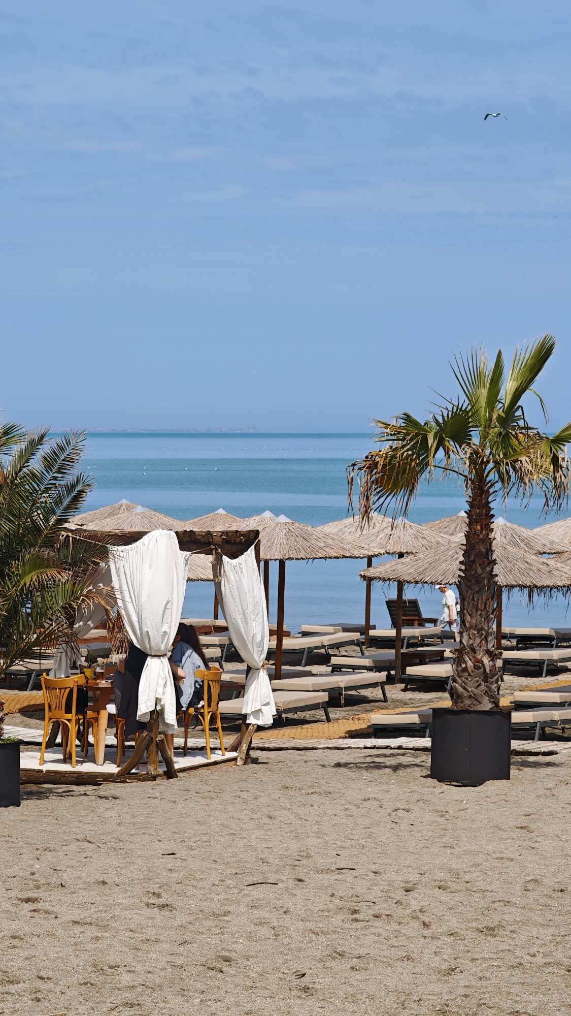 The image depicts a beach scene. Several thatched umbrellas shade lounge chairs. A gazebo-like structure with white curtains encloses a table and chairs where individuals sit. Palm trees are planted nearby. In the distance, the ocean stretches to the horizon under a clear sky, where a bird is flying. The setting is likely a beach in Burgas, Bulgaria.